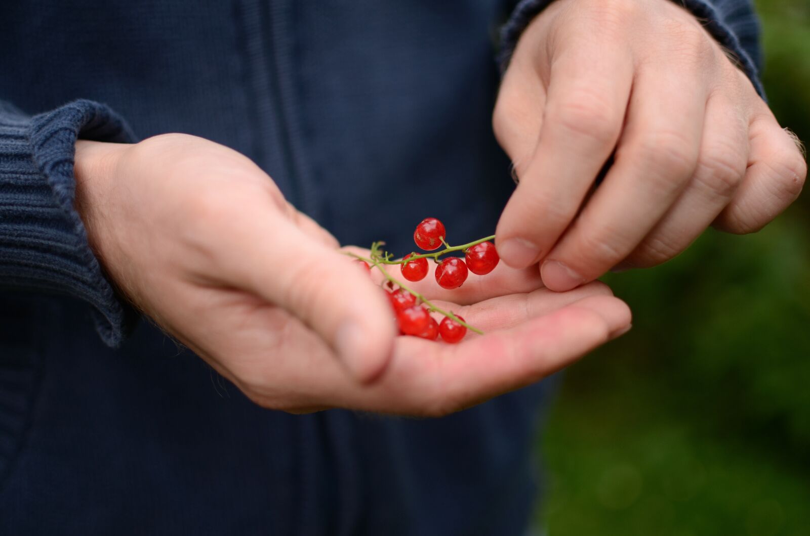 Nikon D7000 sample photo. Currants, berries, fruits photography