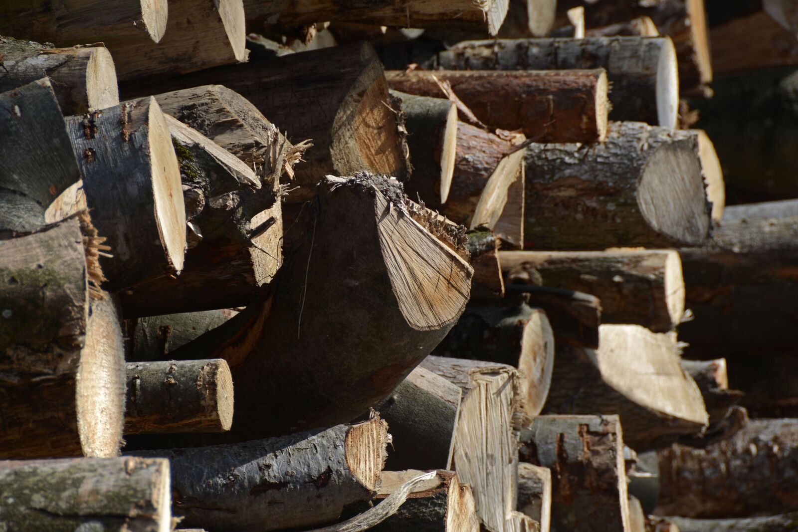 Nikon D7100 sample photo. Holzstapel, tree trunks, wood photography