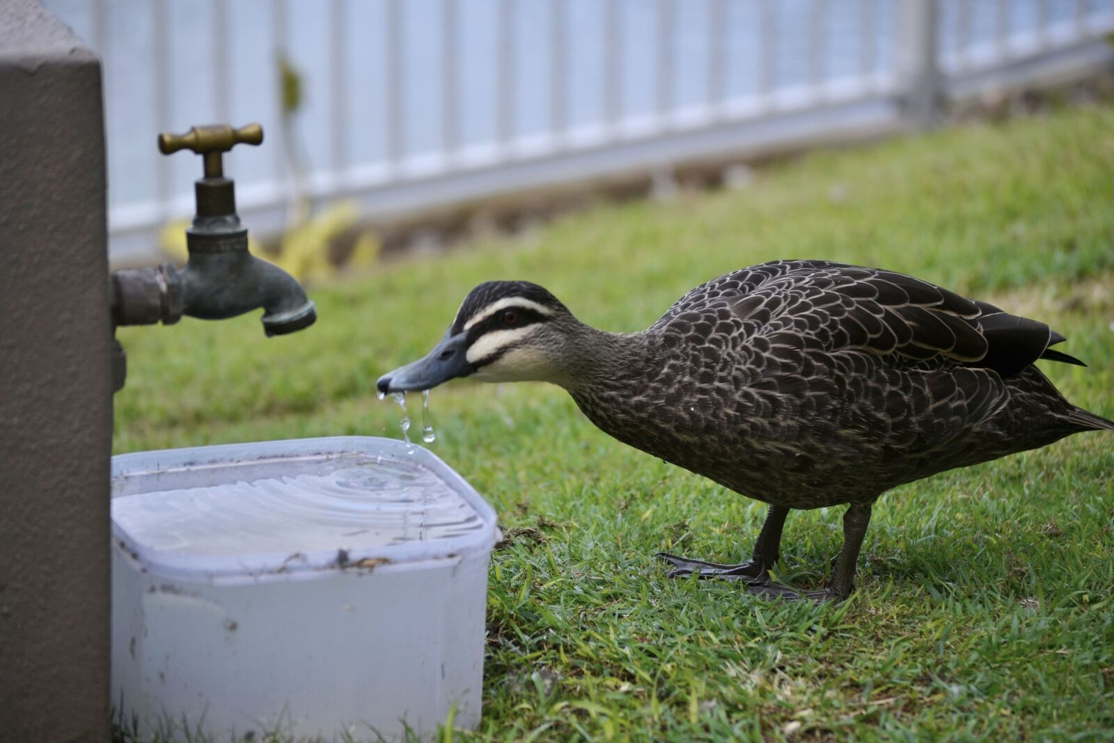 Nikon D3100 sample photo. Duck, drink, water photography