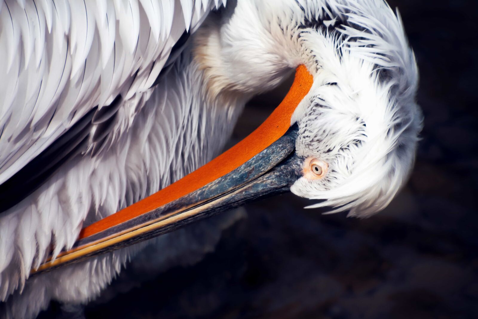 Canon EOS 70D sample photo. Bird, feather, seabird, pelican photography