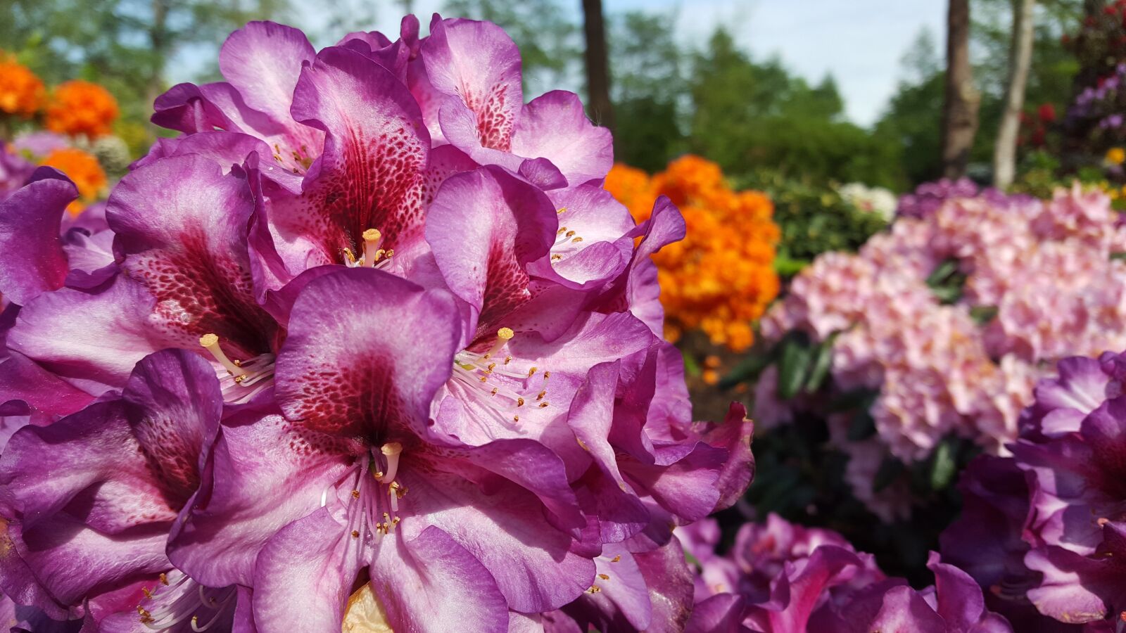 Samsung GALAXY S6 edge sample photo. Flower, blossom, bloom photography