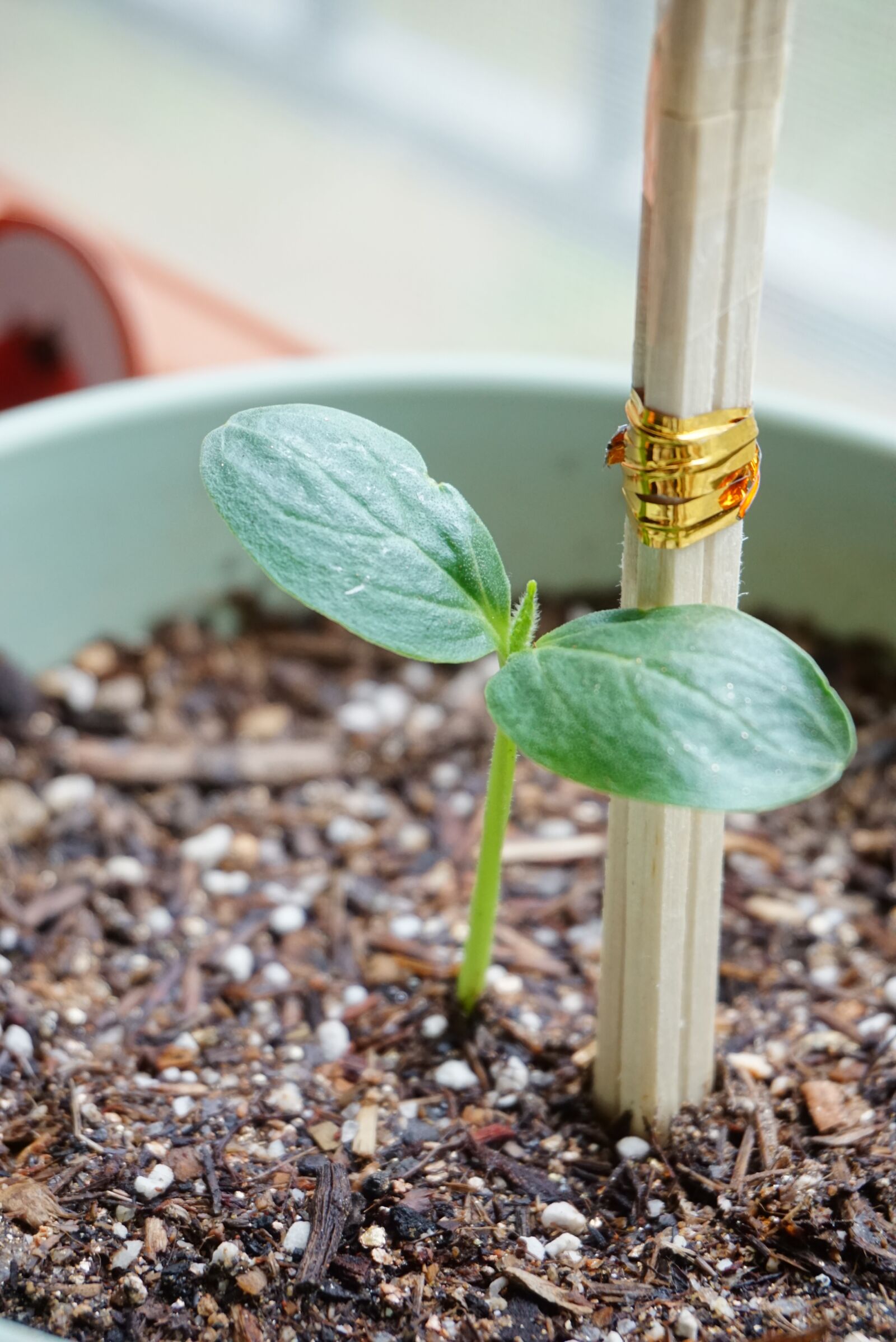Sony a5100 sample photo. Cucumber, bud, potted plant photography
