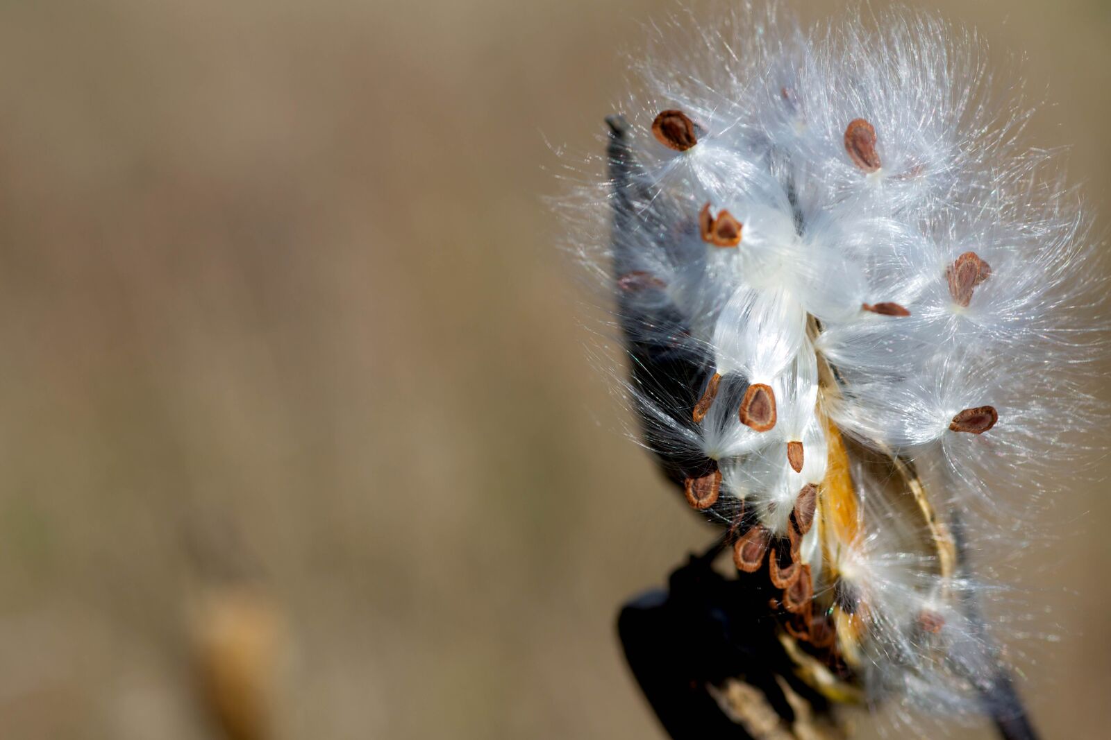 Canon EOS 5D Mark III sample photo. Milkweed, pods, opening, release photography