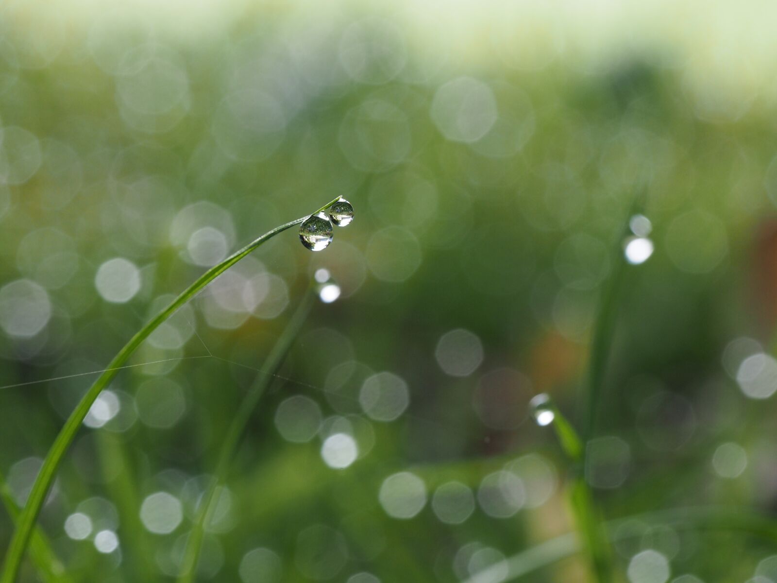Olympus OM-D E-M5 II sample photo