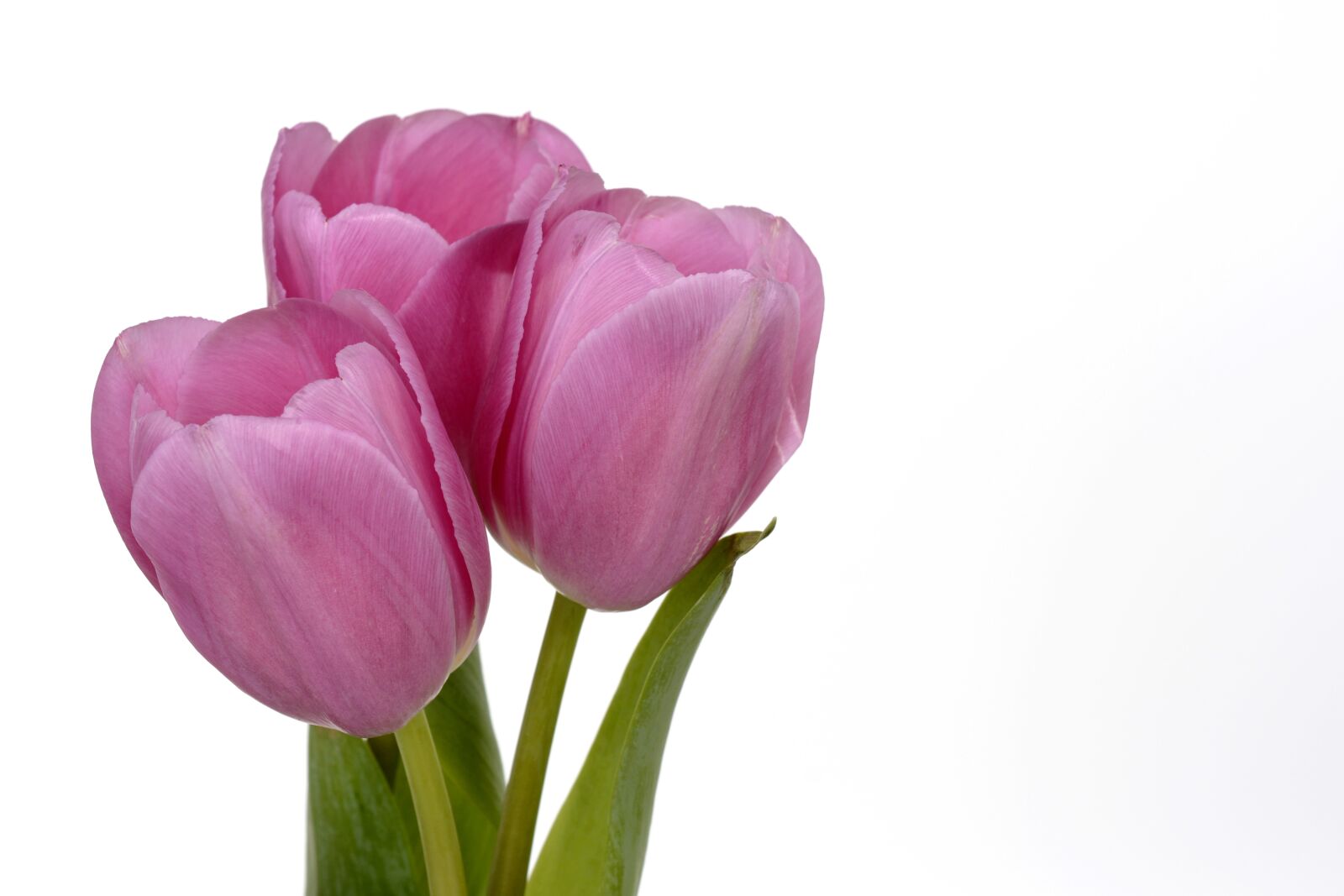 Nikon D7100 sample photo. Tulips, flowers, spring photography