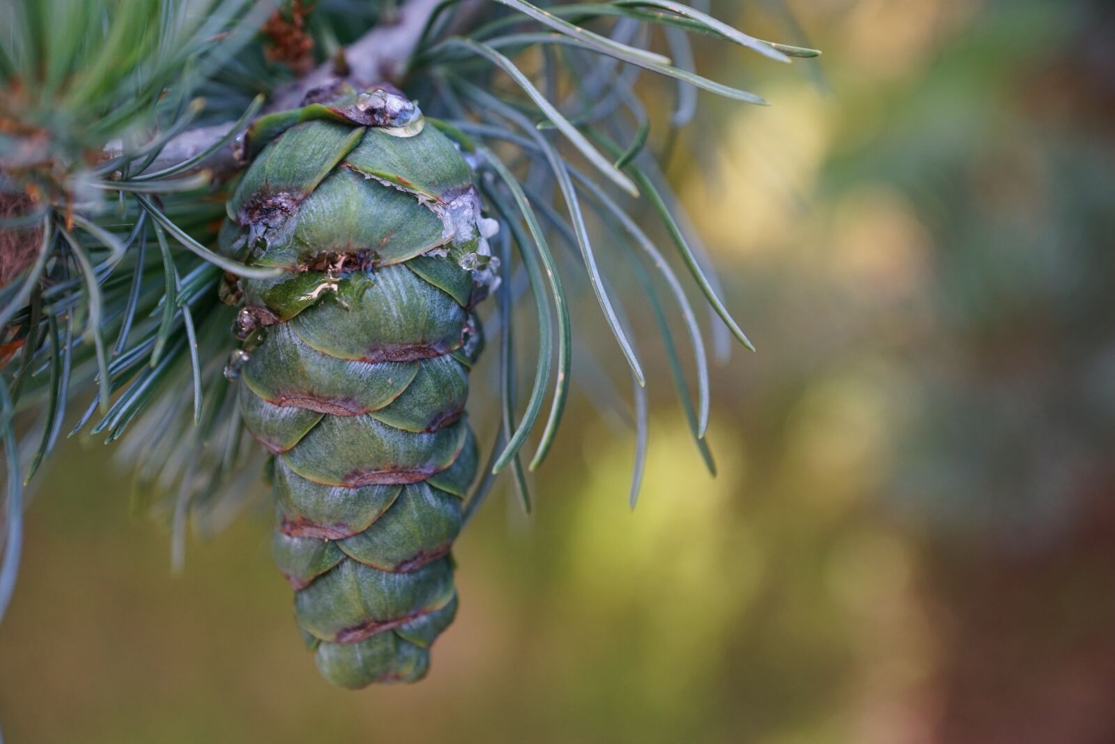 Sony DT 16-50mm F2.8 SSM sample photo. Tap, resin, green photography
