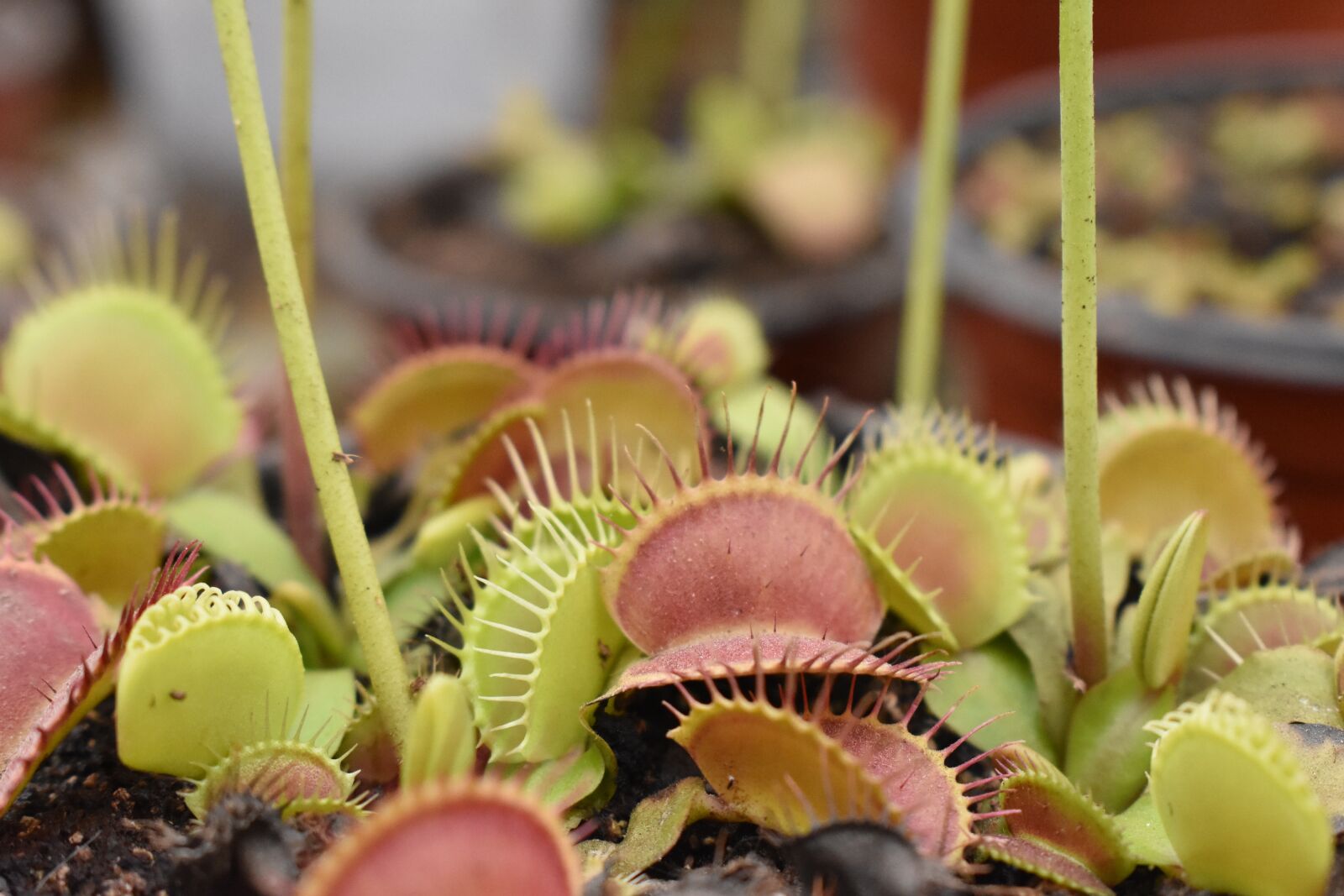 Nikon D3400 sample photo. Venus, flytrap, insects photography