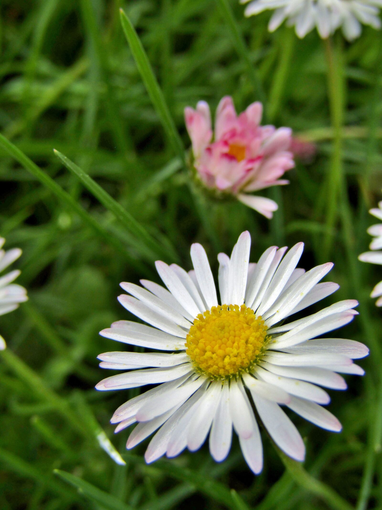 Canon POWERSHOT SX432 IS sample photo. Daisy, flowers, white photography