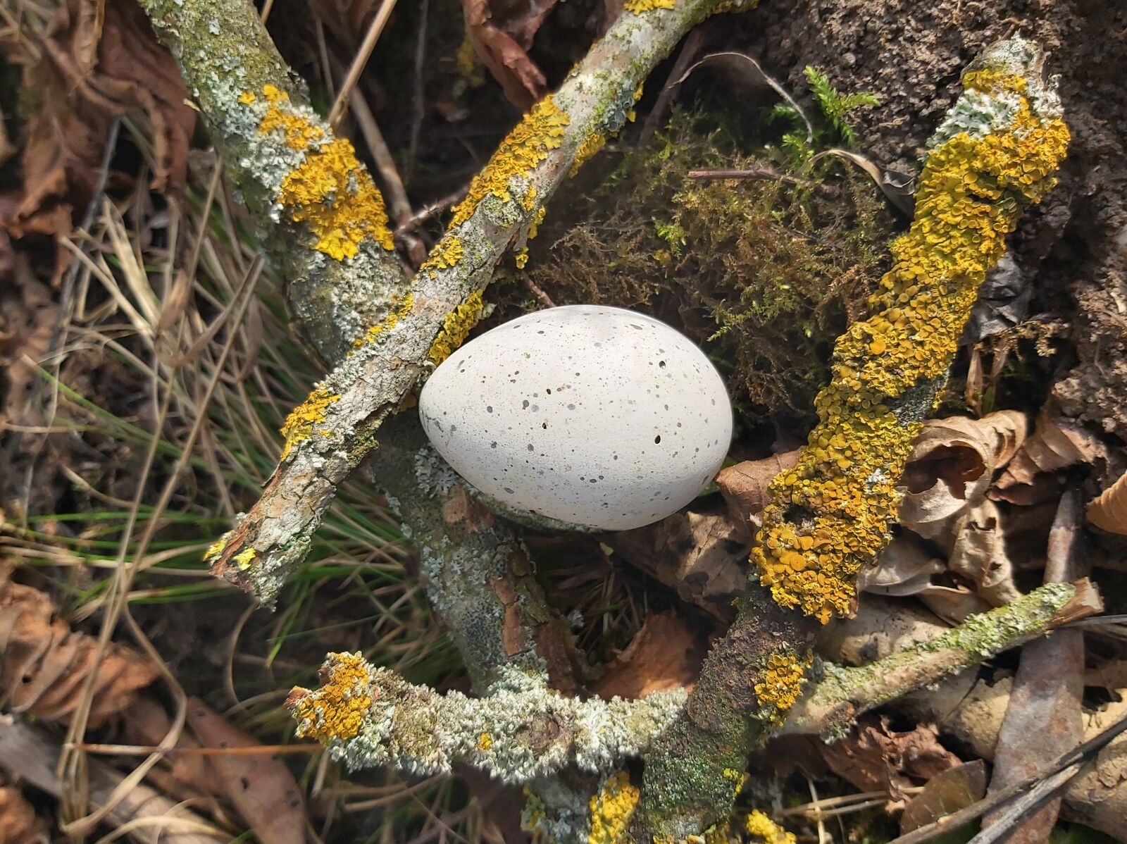 Samsung Galaxy A70 sample photo. Nature, bird world, egg photography