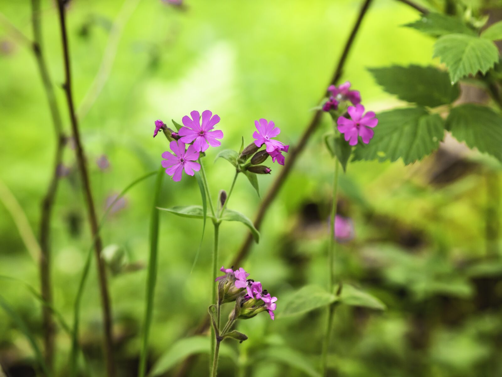 Olympus OM-D E-M10 II sample photo. Red campion, silena, dioica photography