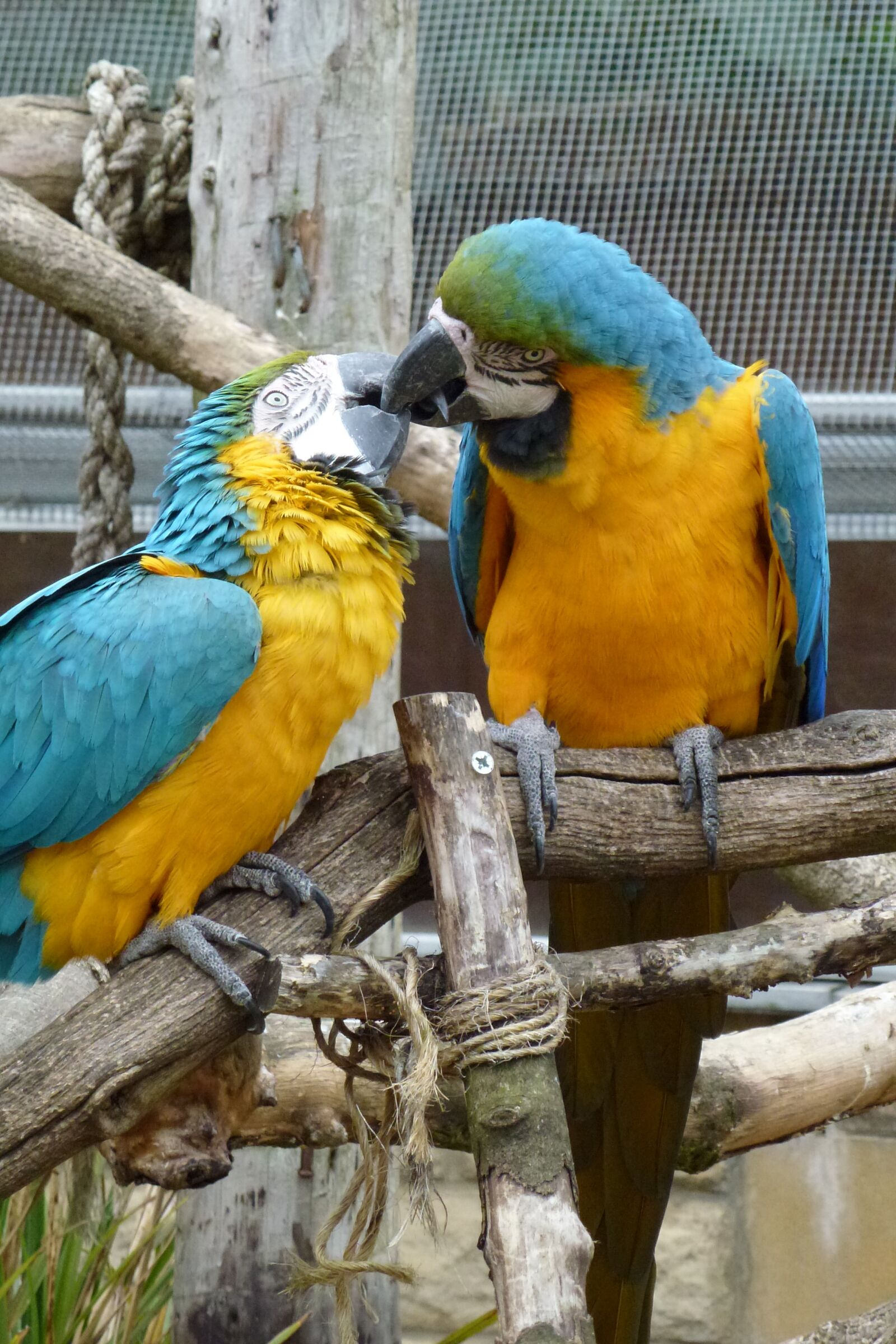 Panasonic Lumix DMC-ZS10 (Lumix DMC-TZ20 / Lumix DMC-TZ22) sample photo. Kissing, birds, parrots photography
