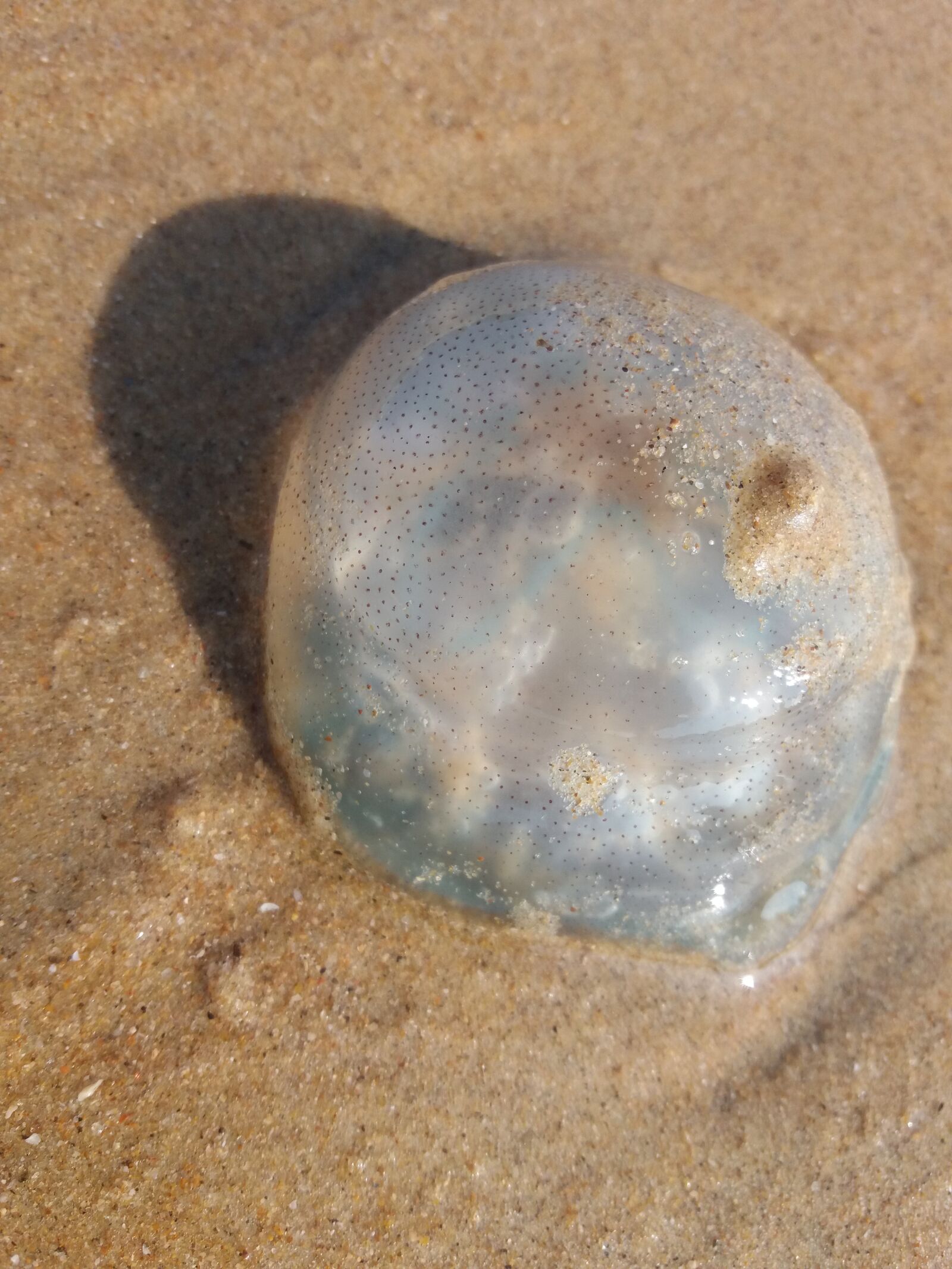 Samsung Galaxy J5 sample photo. Sri lankan jellyfish, beach photography
