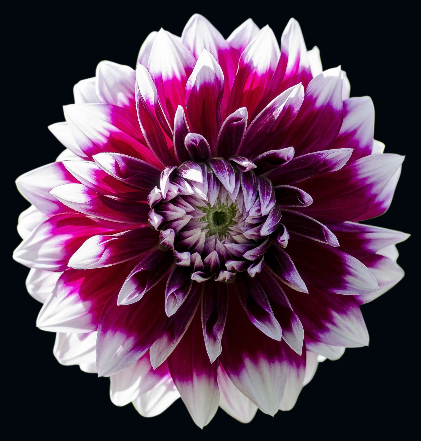 Nikon D7000 sample photo. Flower, dahlia, floral photography