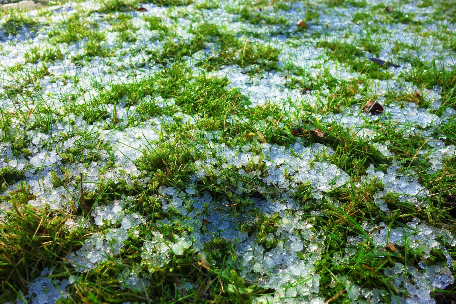 Sony Cyber-shot DSC-RX100 sample photo. Grass, field, ice photography