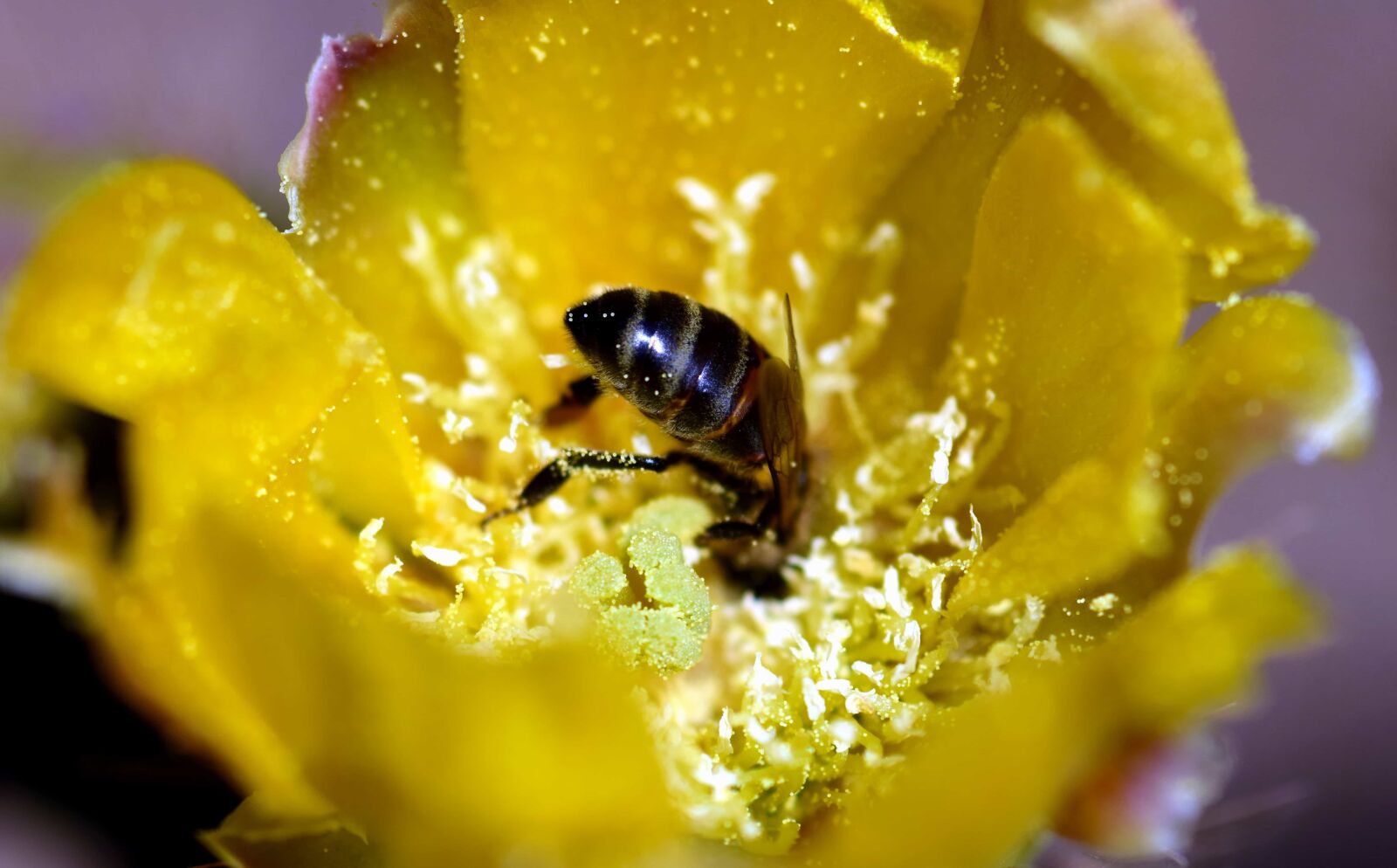 Nikon D3300 sample photo. Insect, bee, pollen, flower photography
