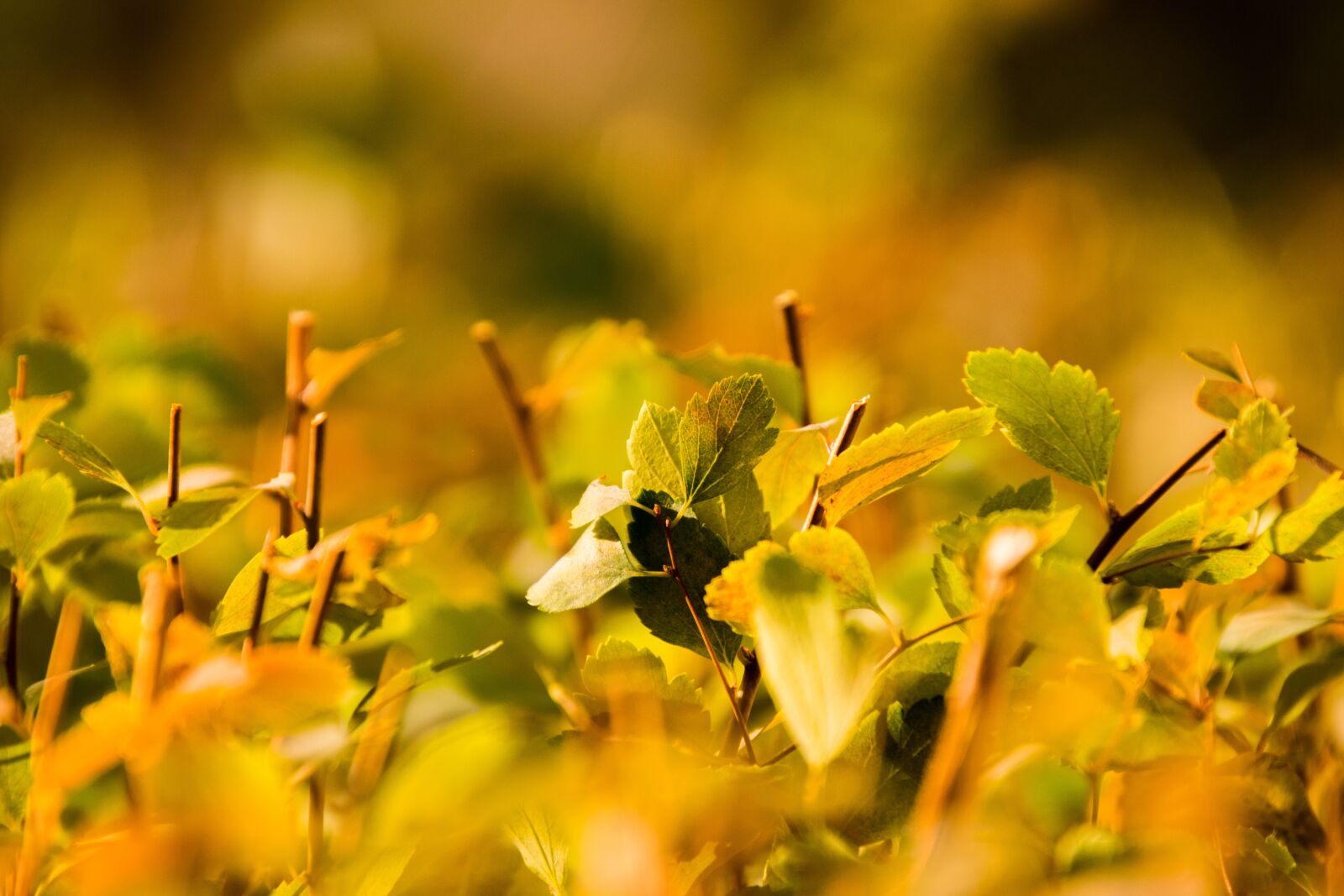 Nikon D3300 sample photo. Nature, leaf, plant photography