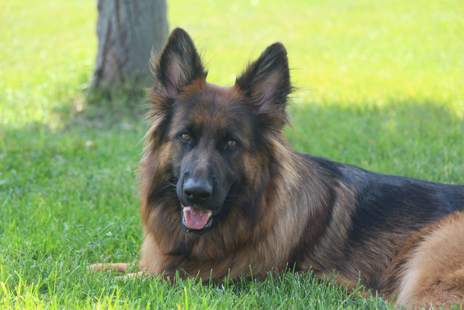 Canon EOS 700D (EOS Rebel T5i / EOS Kiss X7i) sample photo. Dog, puppy, animal photography