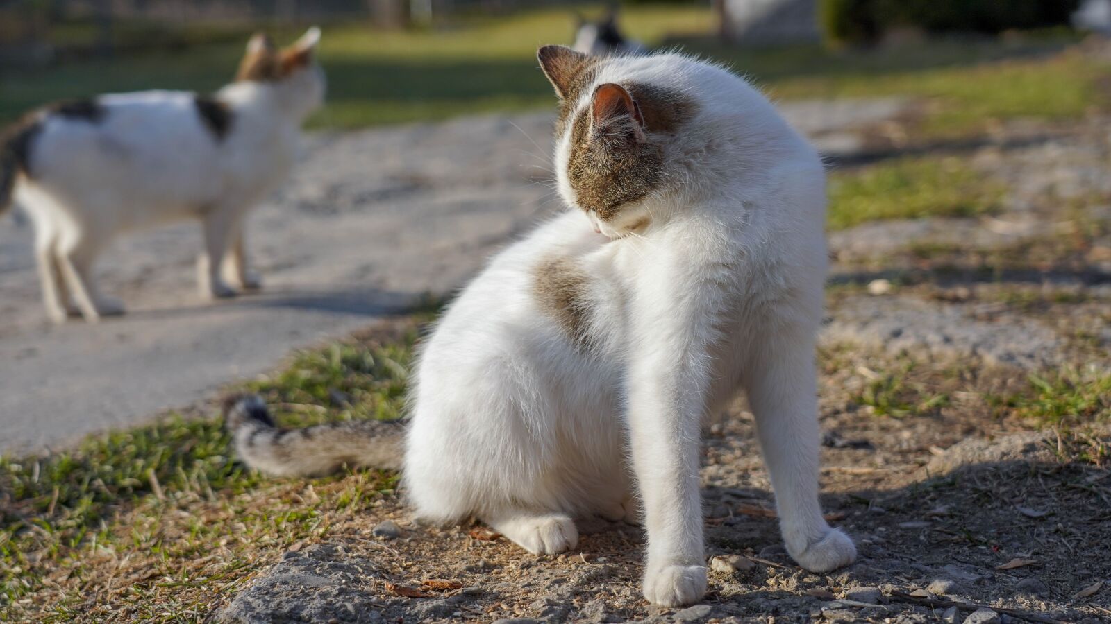 Sony FE 24-105mm F4 G OSS sample photo. Cat, animal, pet photography