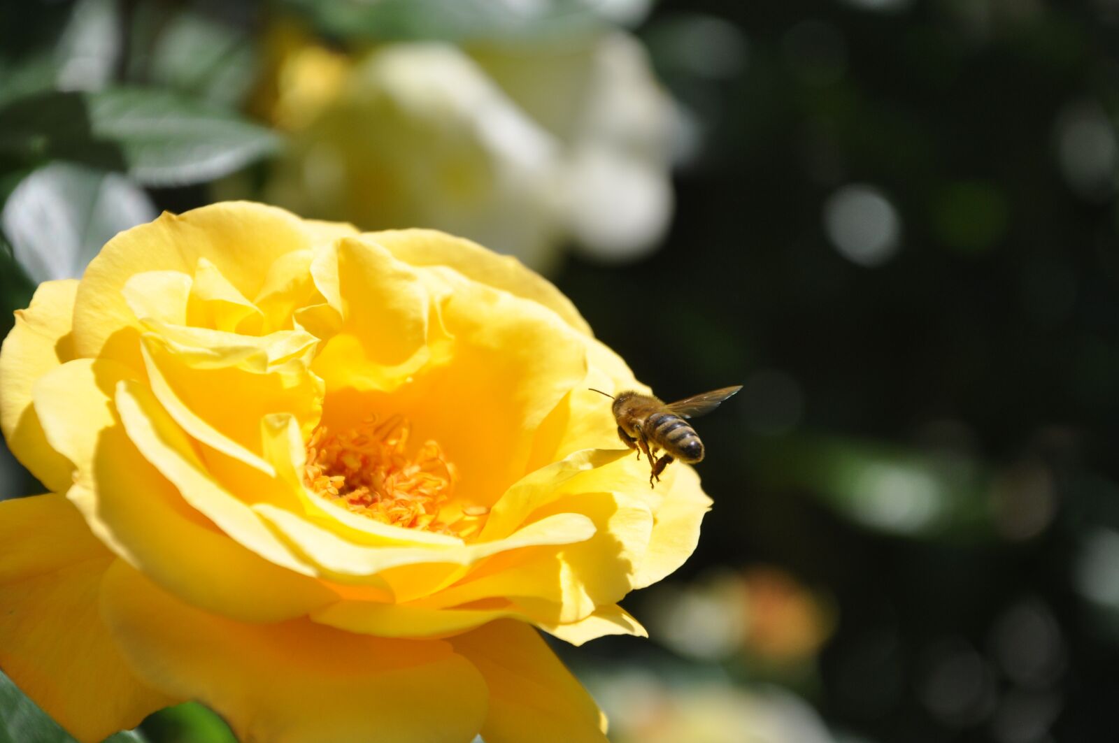 Nikon D90 sample photo. Rose, flower, bee photography