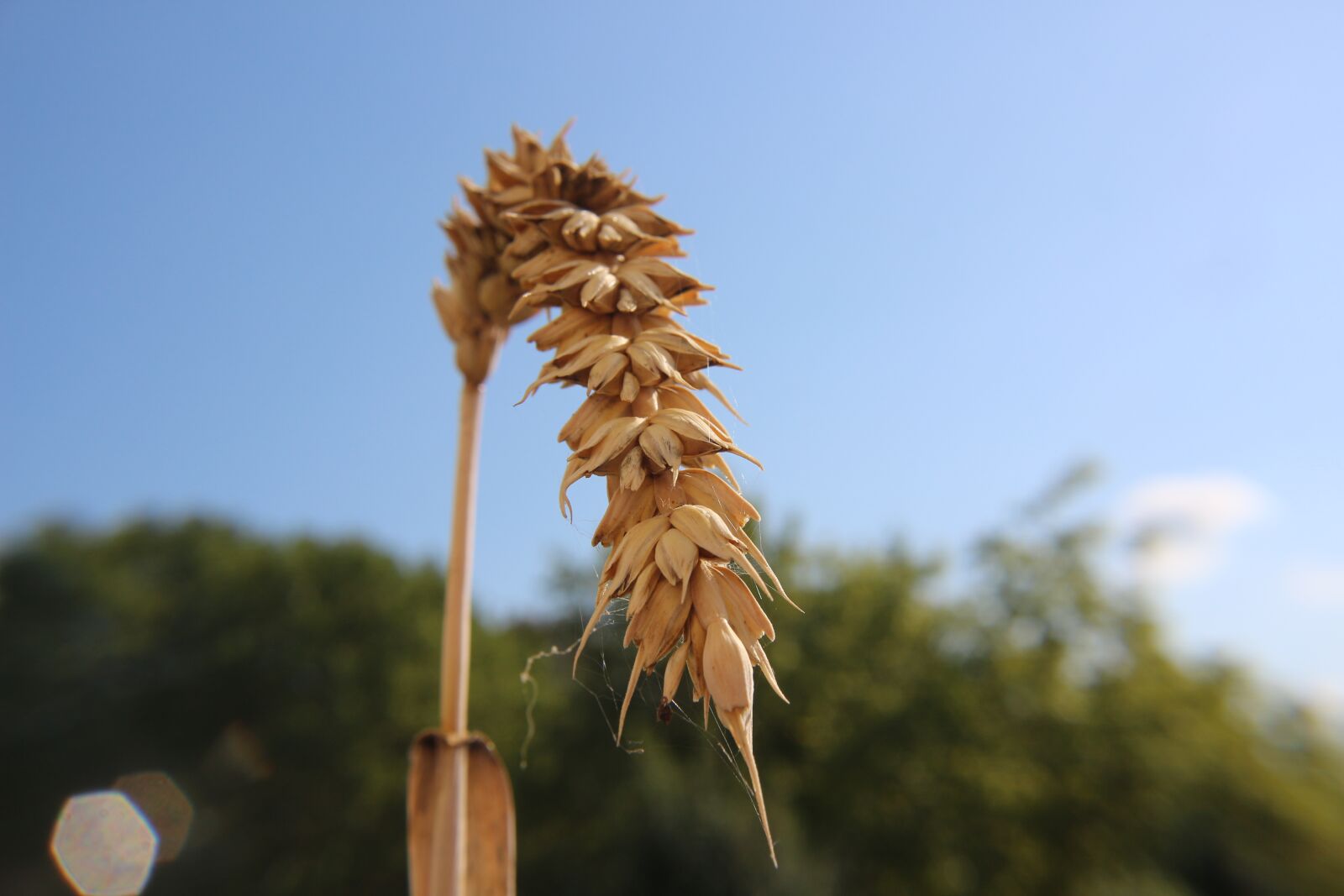 Canon EF-S 18-55mm F3.5-5.6 IS sample photo. Wheat, summer, harvest photography