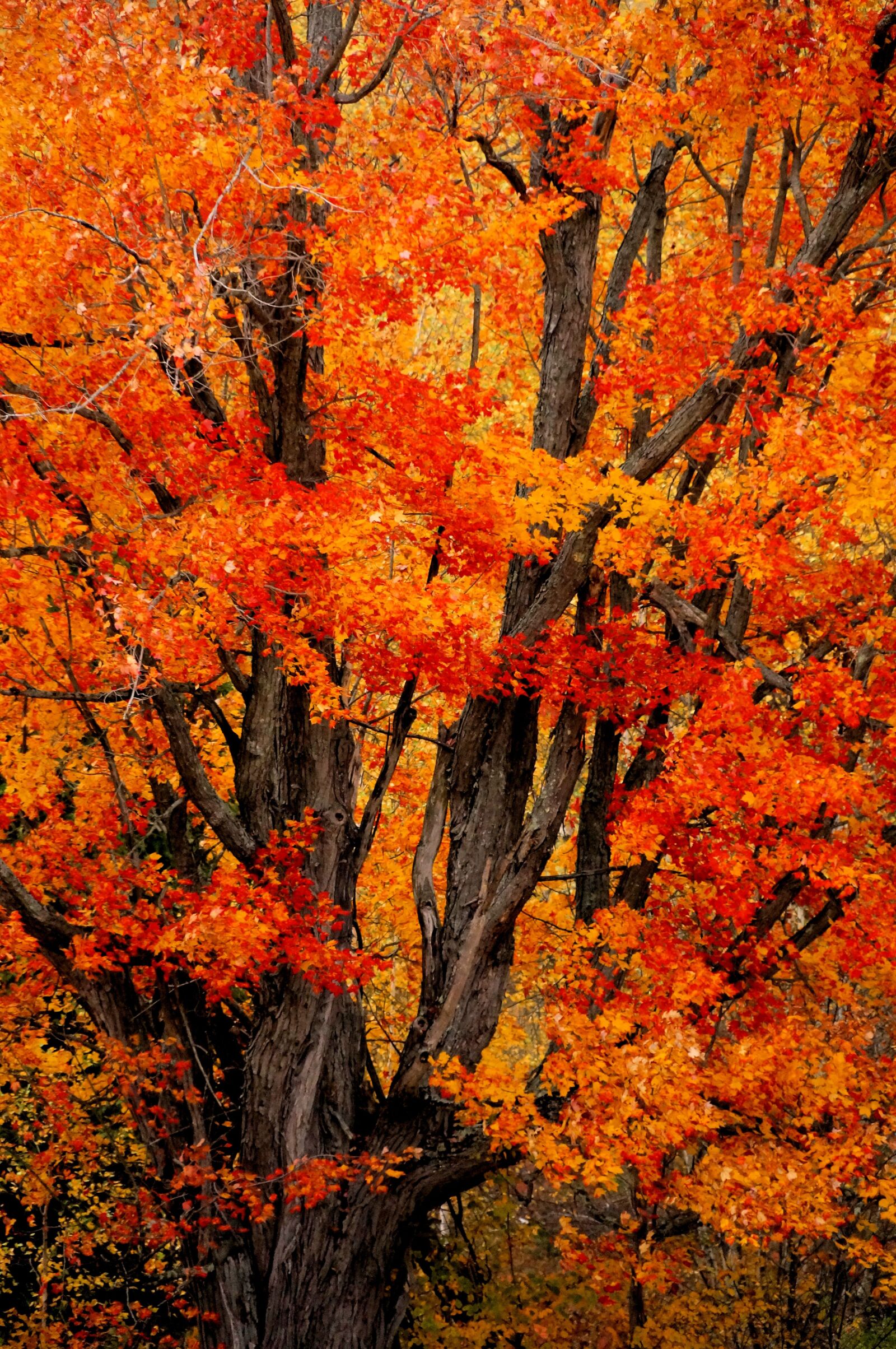 Sony E 18-200mm F3.5-6.3 OSS sample photo. Tree, autumn, color photography