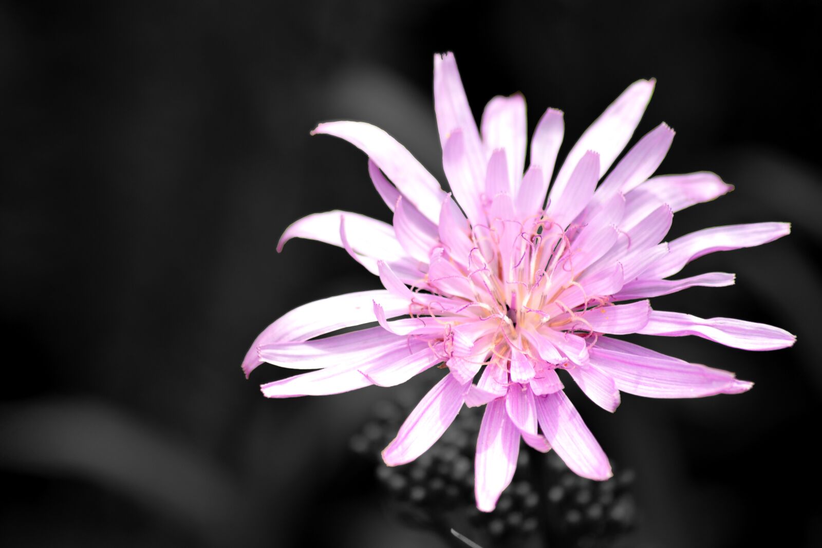 Nikon D3300 sample photo. Flower, colors, nature photography