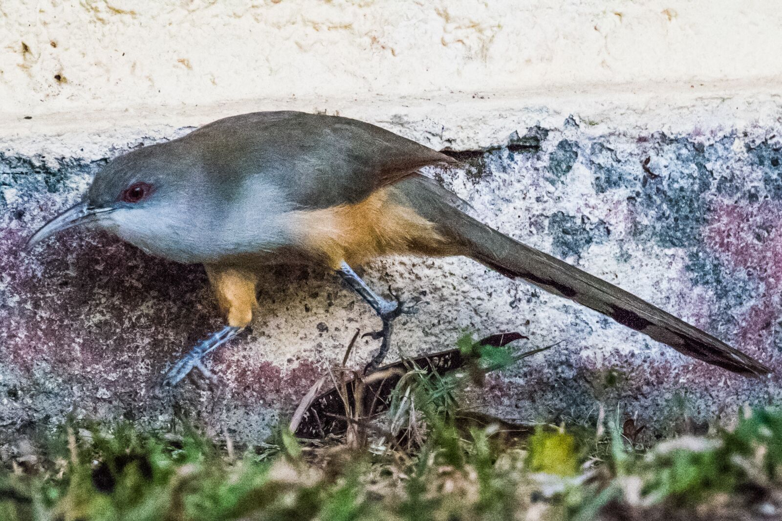 Canon EOS 7D Mark II sample photo. Cuba, artemisa, arriero photography