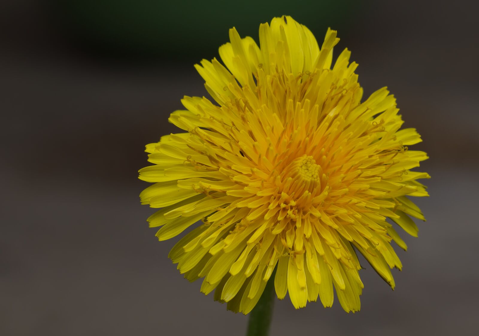 Nikon D5500 sample photo. Dandelion, flower, nature photography