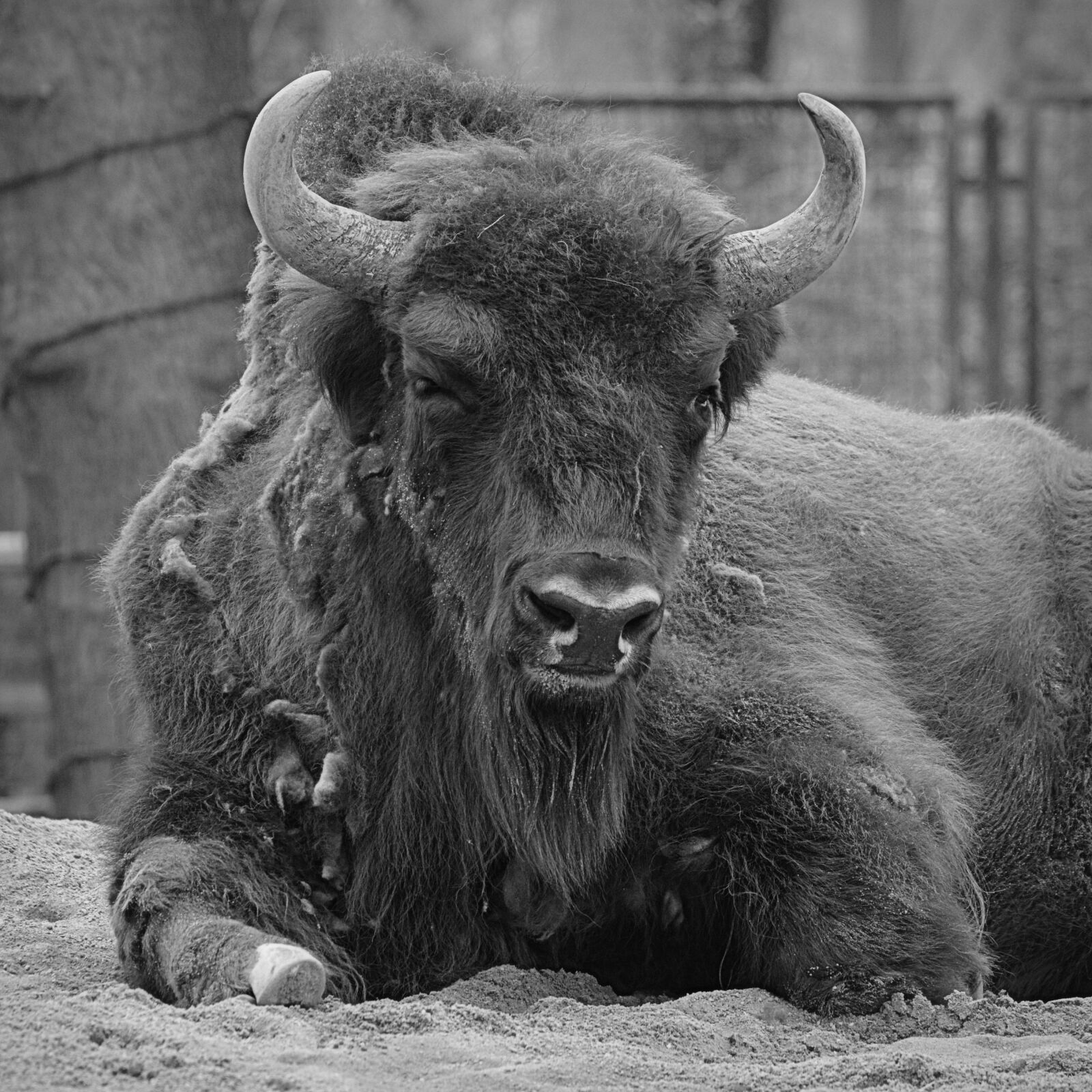 Nikon D5200 sample photo. Bison, animal, horns photography