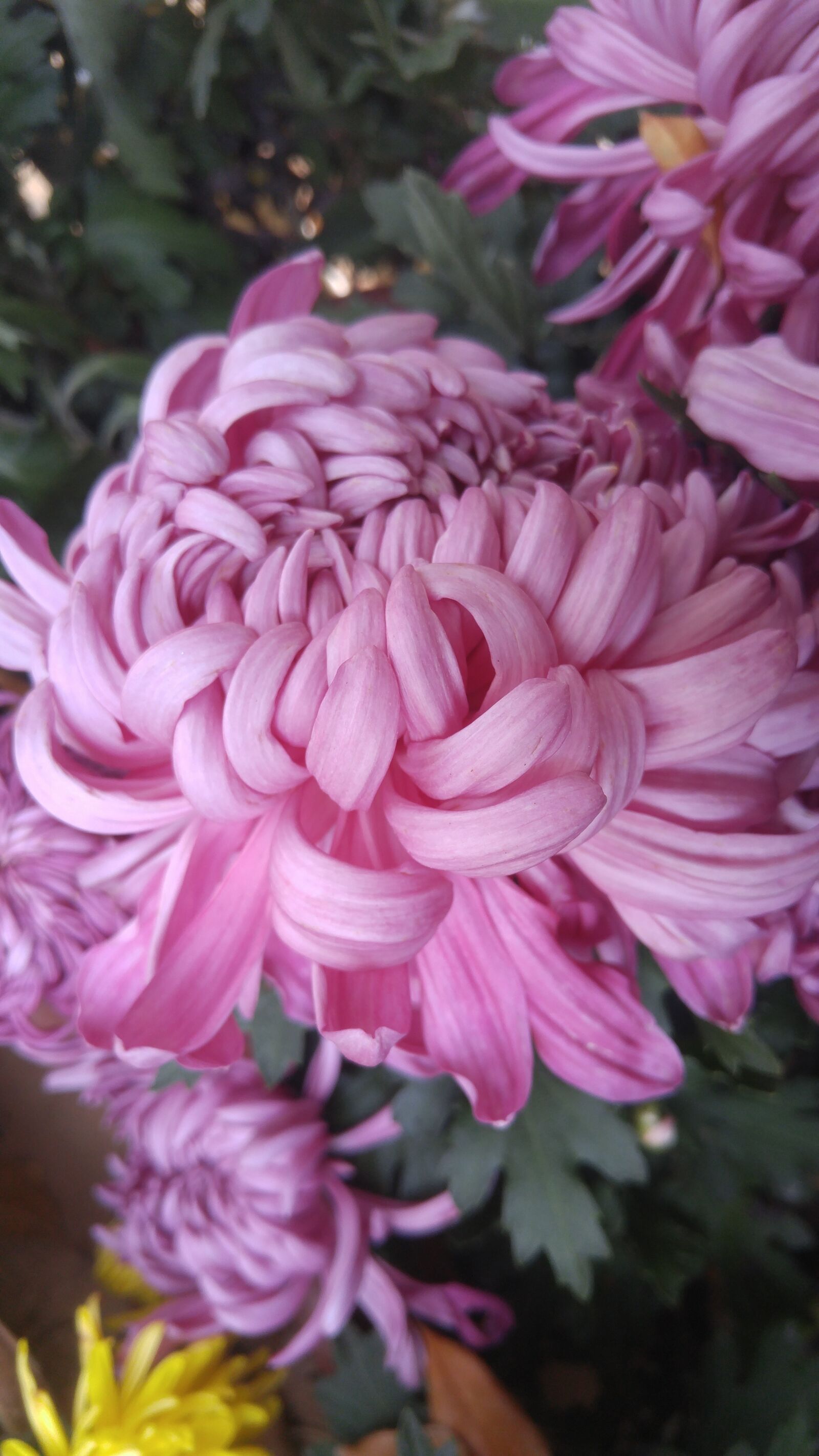 LG G4 sample photo. Thousand buddha mountain, chrysanthemum photography