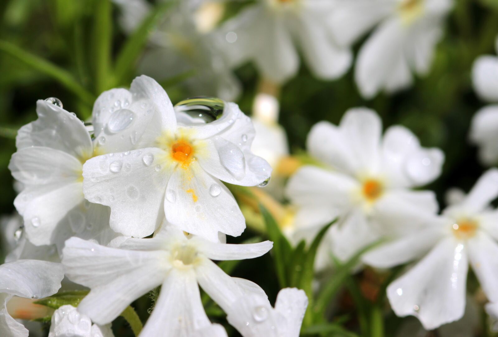 Canon EOS 650D (EOS Rebel T4i / EOS Kiss X6i) sample photo. Phlox, white, blossom photography