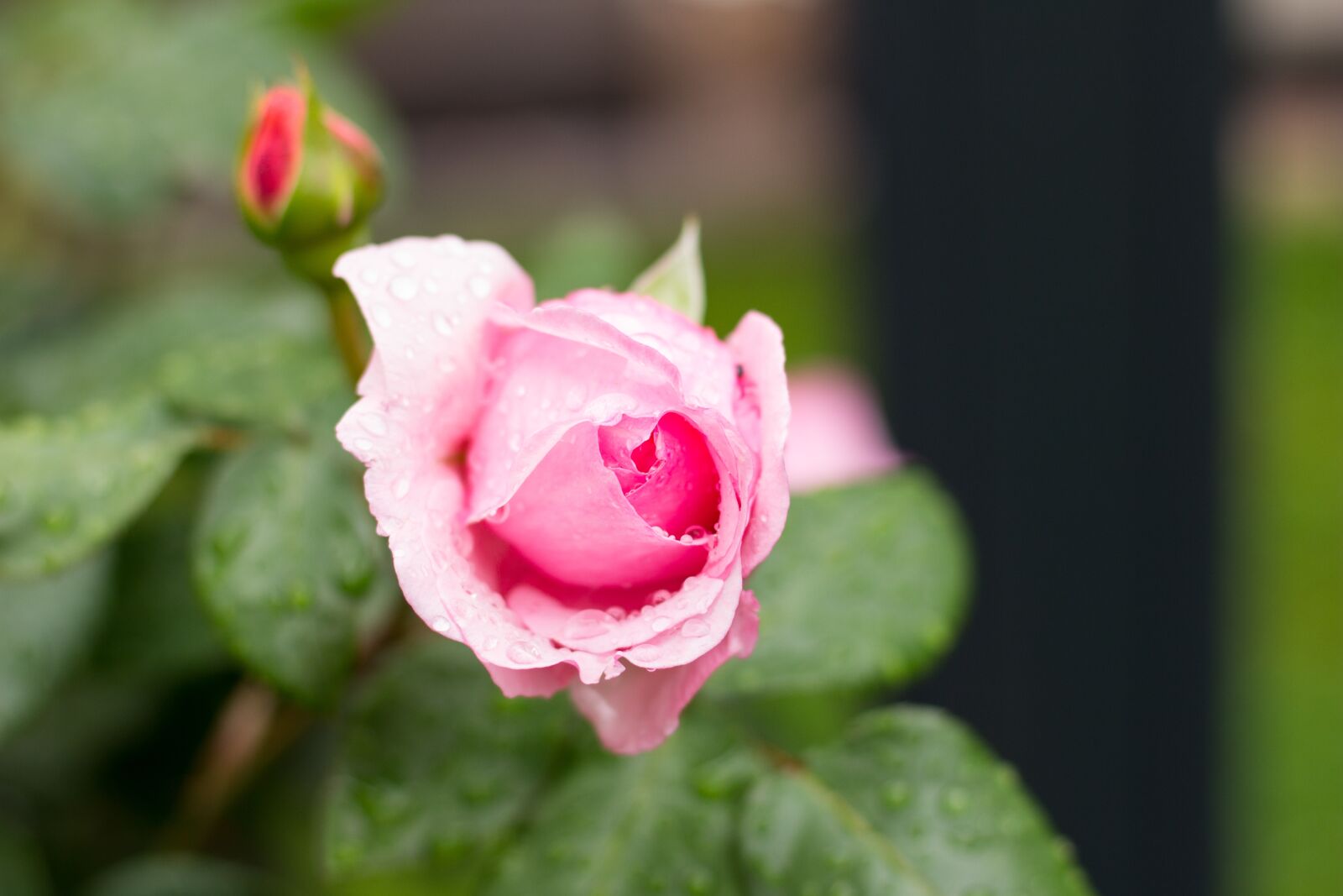 Canon EOS 100D (EOS Rebel SL1 / EOS Kiss X7) + Canon EF 50mm F1.8 STM sample photo. Rose, summer, rain photography