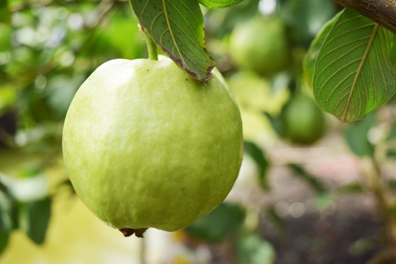 Nikon D3300 sample photo. French, fruit, green photography
