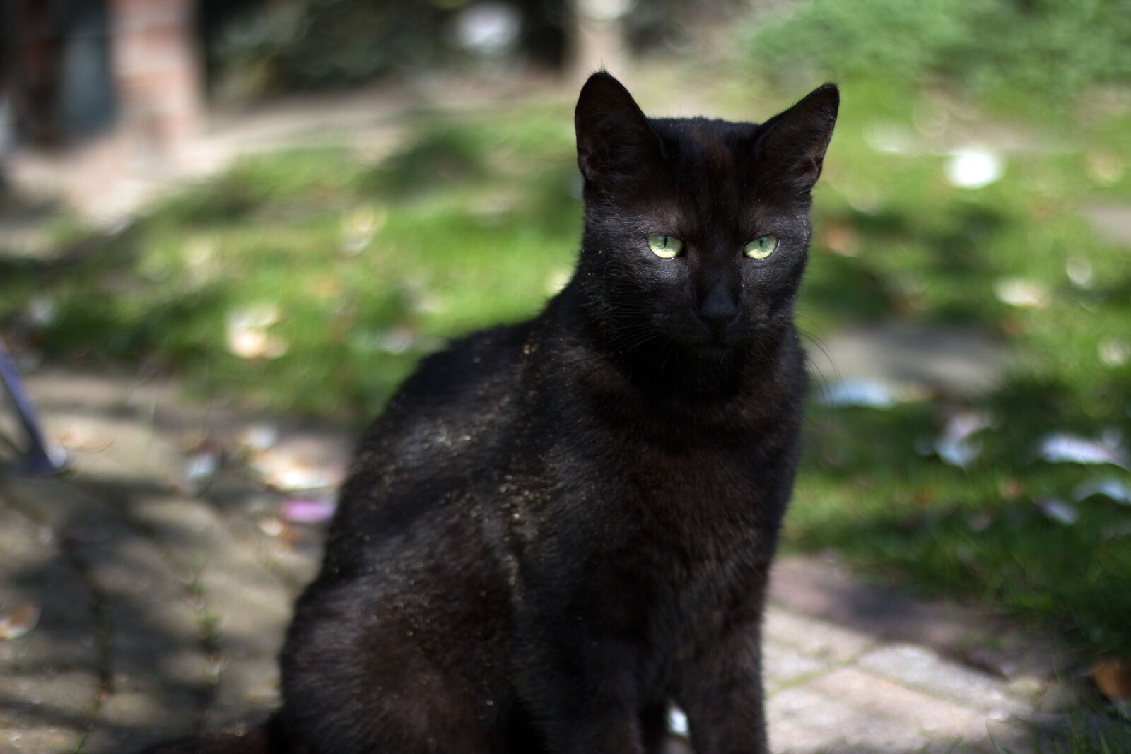 Canon EOS 700D (EOS Rebel T5i / EOS Kiss X7i) + Canon EF 50mm F1.8 STM sample photo. Animal, black, cat photography