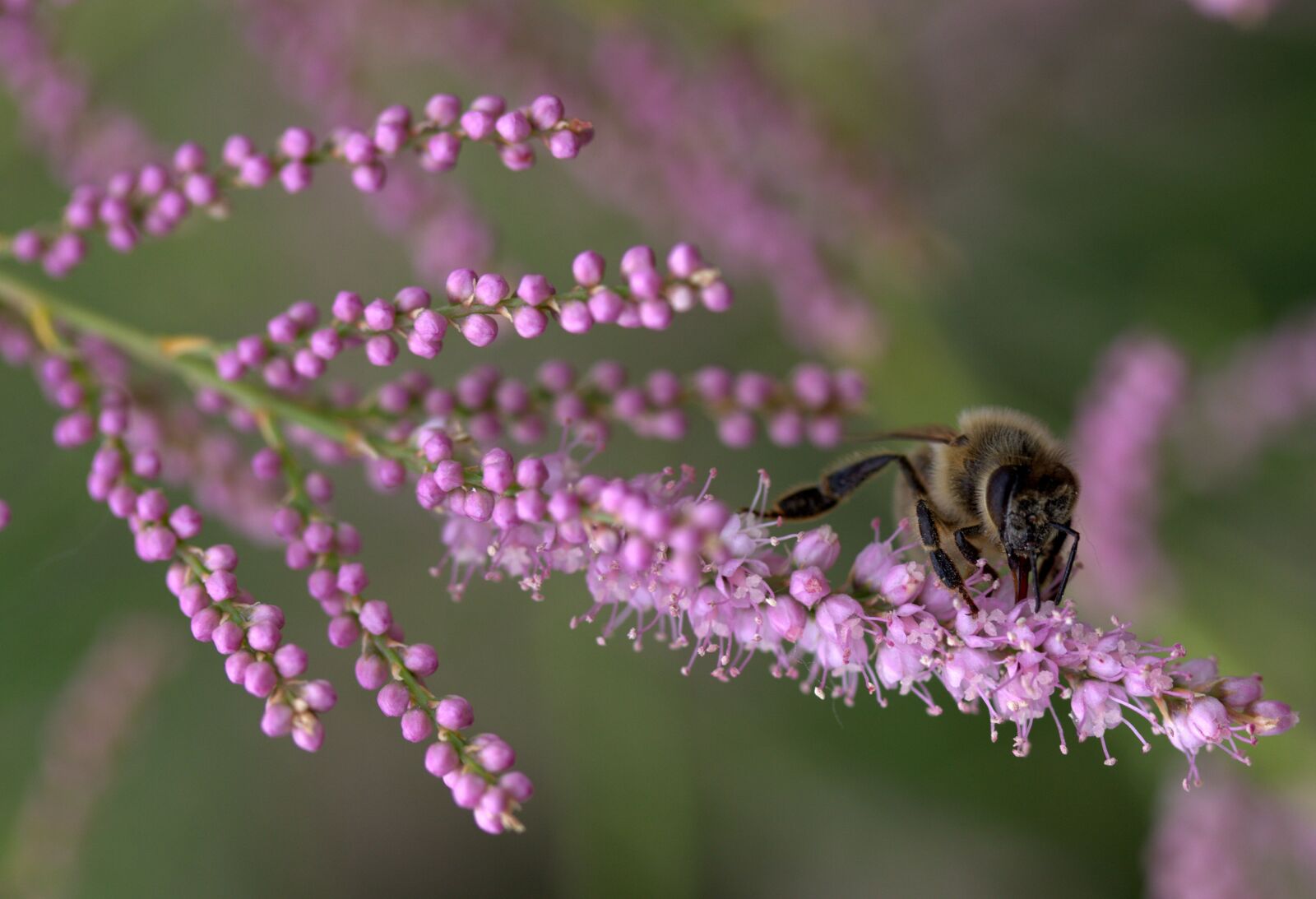 Canon EF-S 60mm F2.8 Macro USM sample photo. Bee, casey, flowers photography