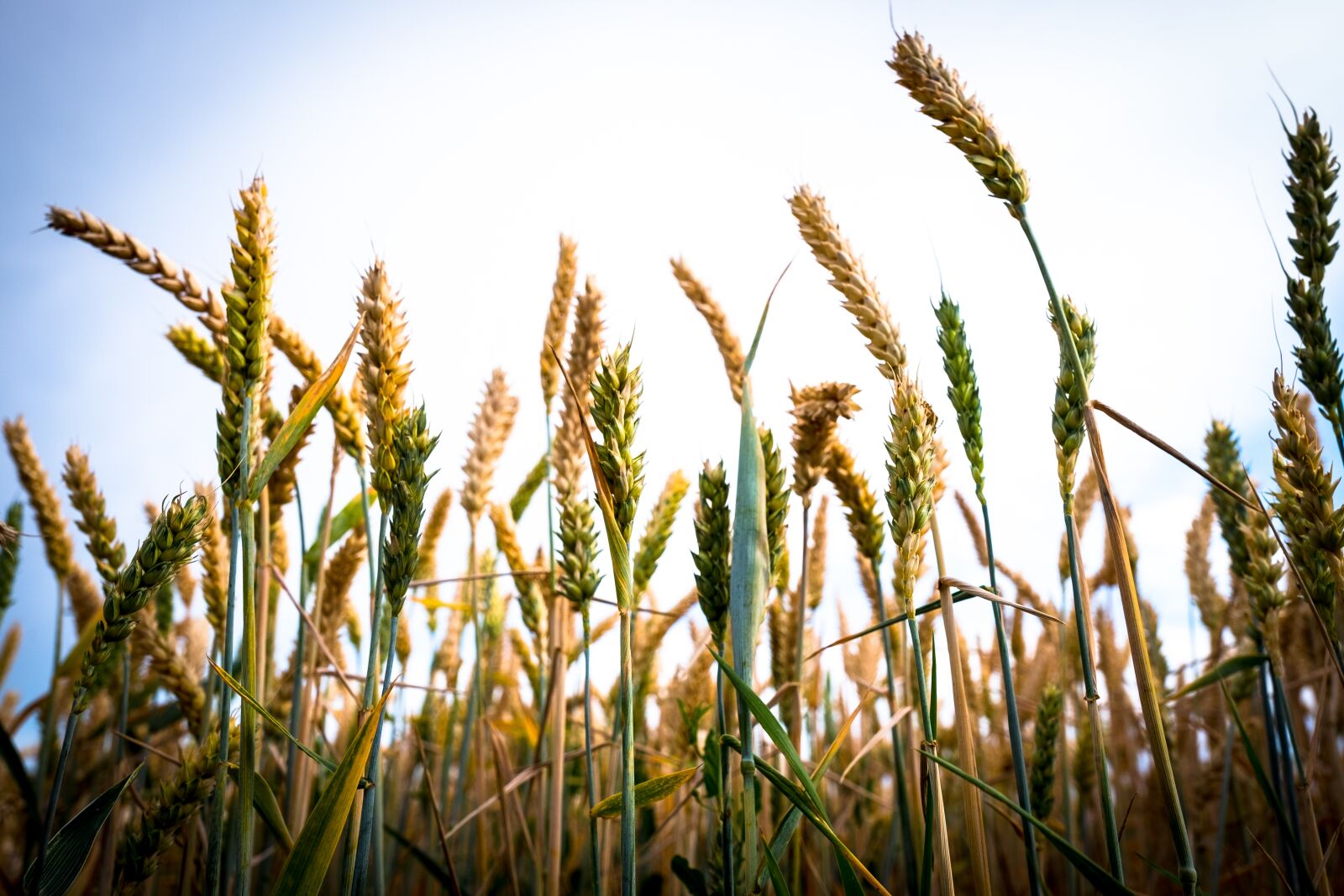Fujifilm X-T2 sample photo. Wheat, spike, field photography