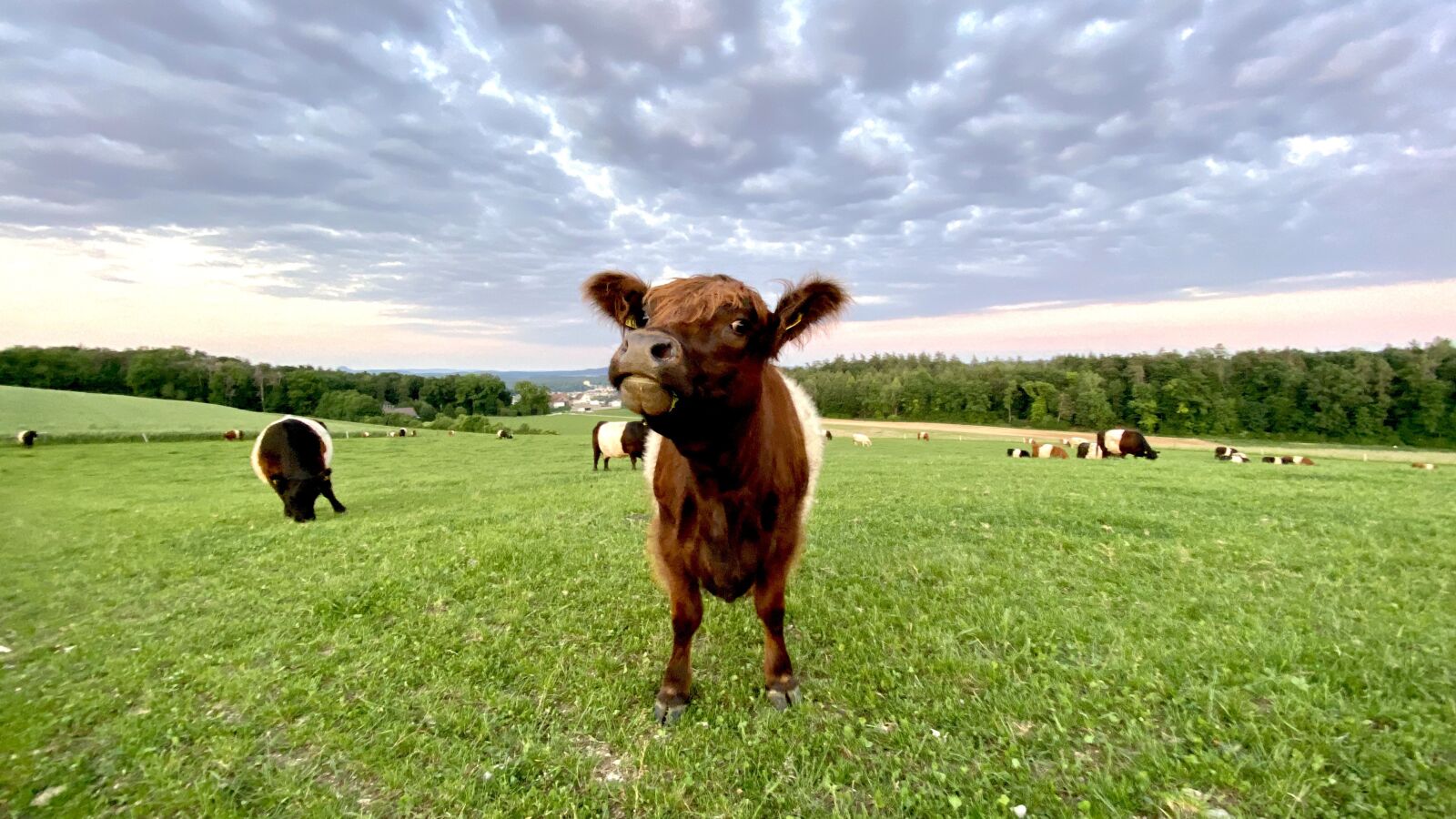iPhone 11 Pro back triple camera 1.54mm f/2.4 sample photo. Cow, galloway, animal photography