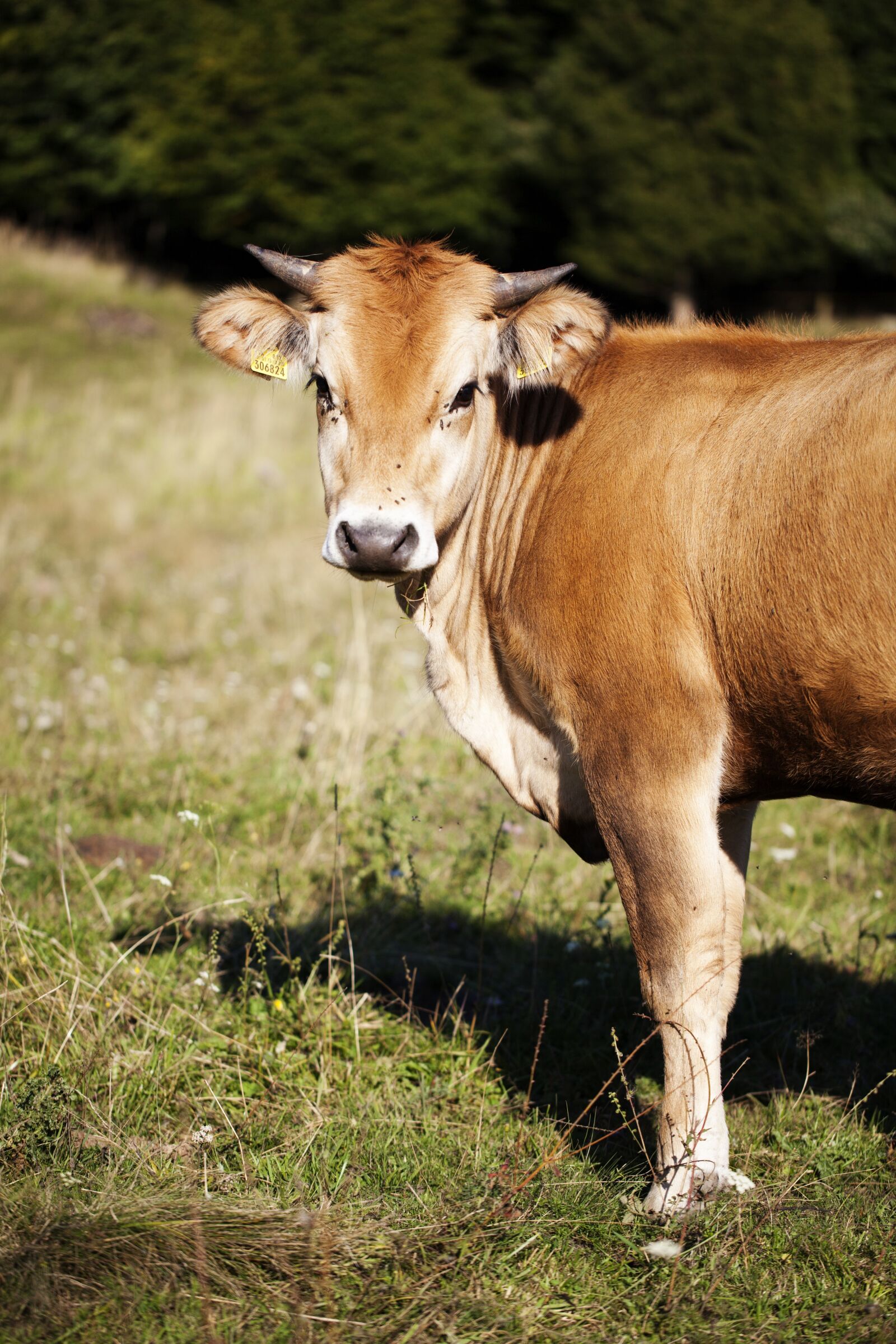 Canon EF 100mm F2.8L Macro IS USM sample photo. Brown cow, pasture, village photography