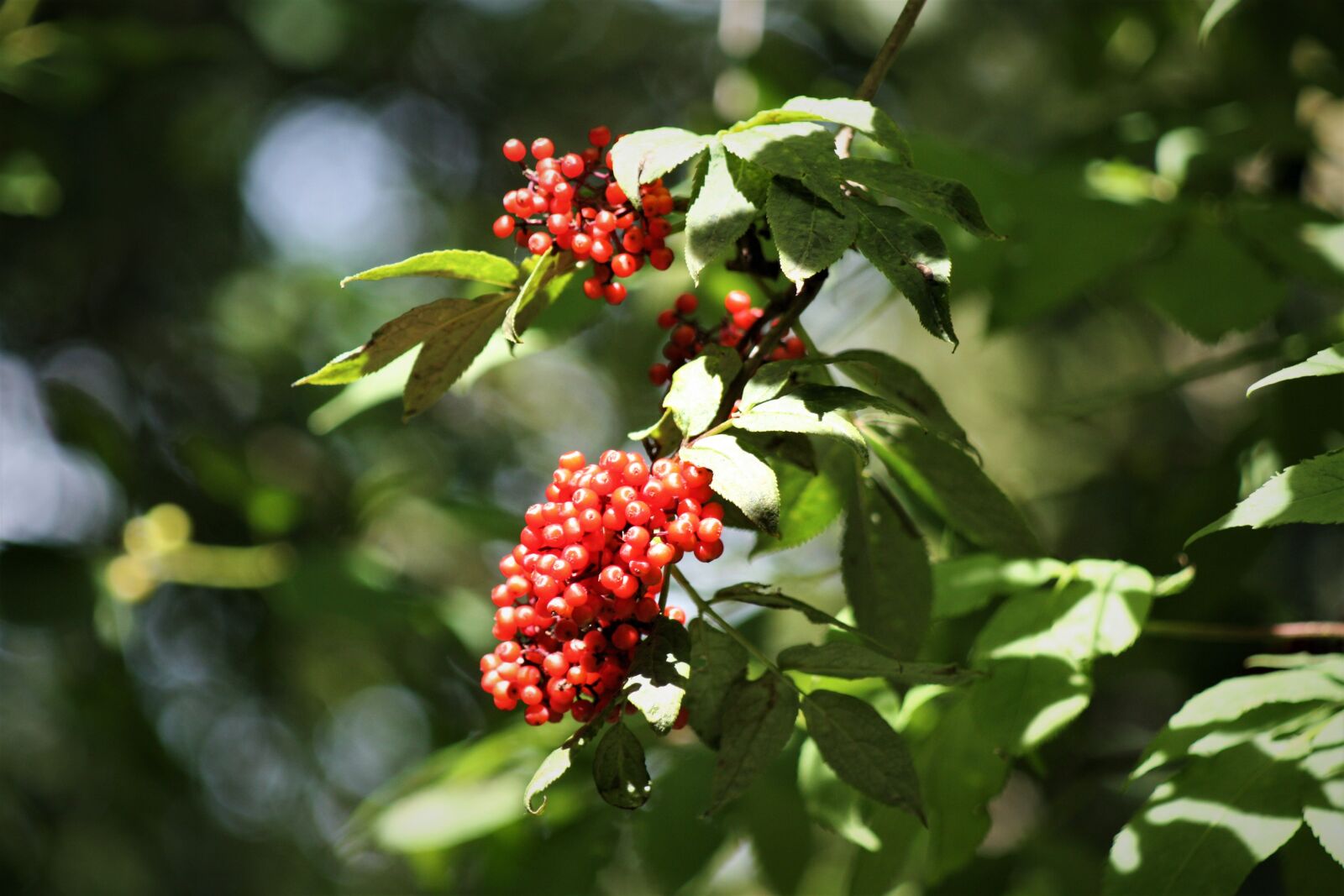 Canon EOS 450D (EOS Rebel XSi / EOS Kiss X2) sample photo. Holler, tree, elder photography