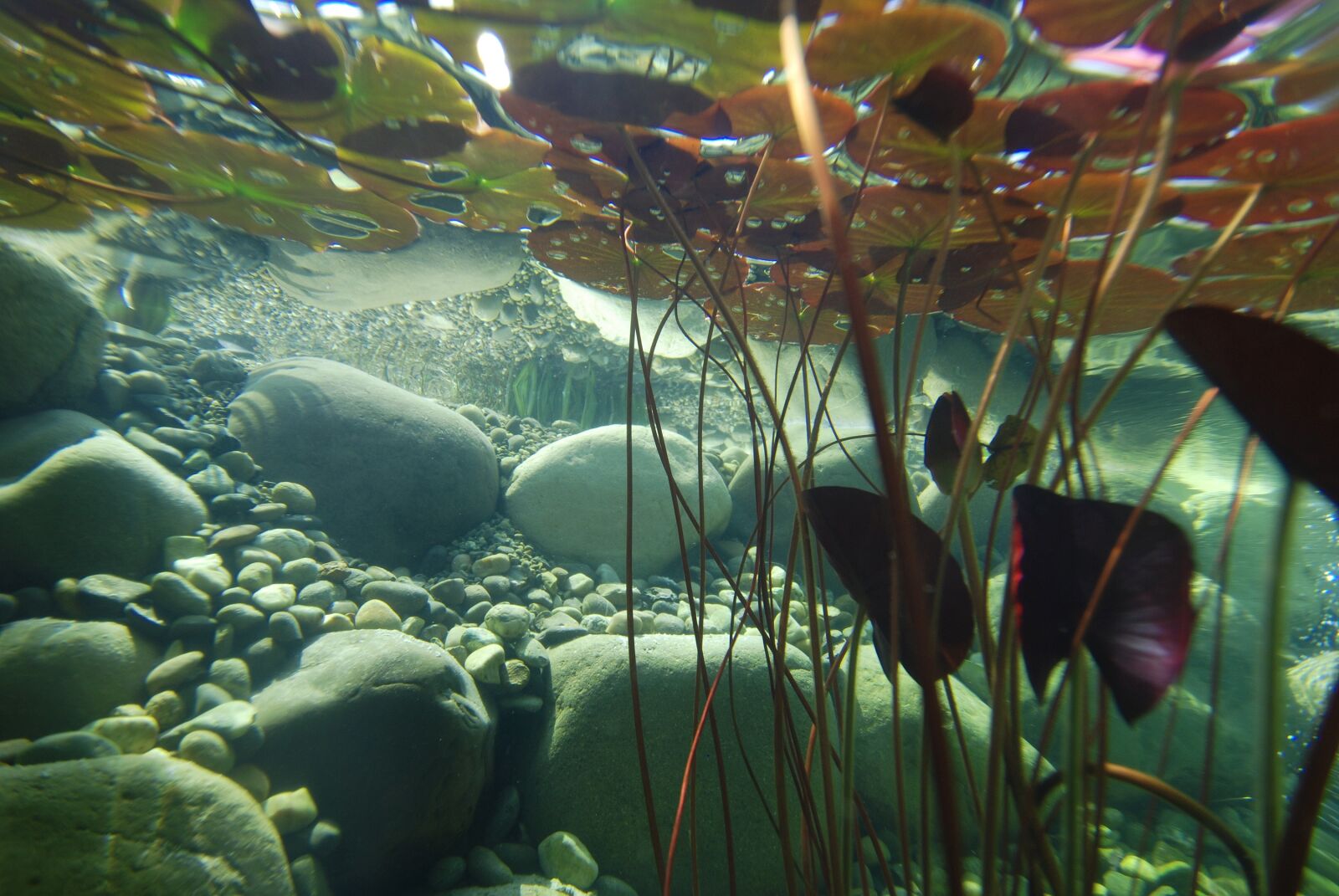 Nikon D80 sample photo. Underwater, photography, pond plants photography