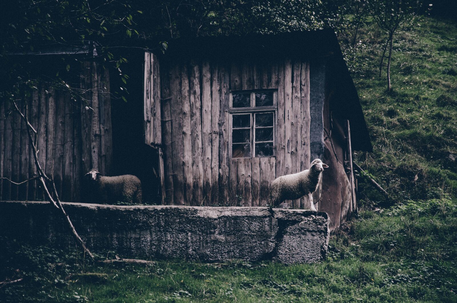 Nikon D3200 sample photo. Abandoned, animals, cabin photography