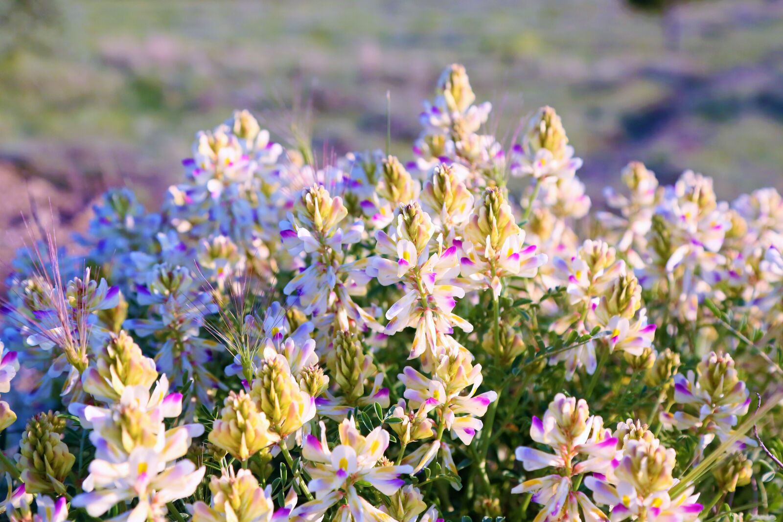 Canon EF 24-105mm F4L IS USM sample photo. Flowers, spring, nature photography
