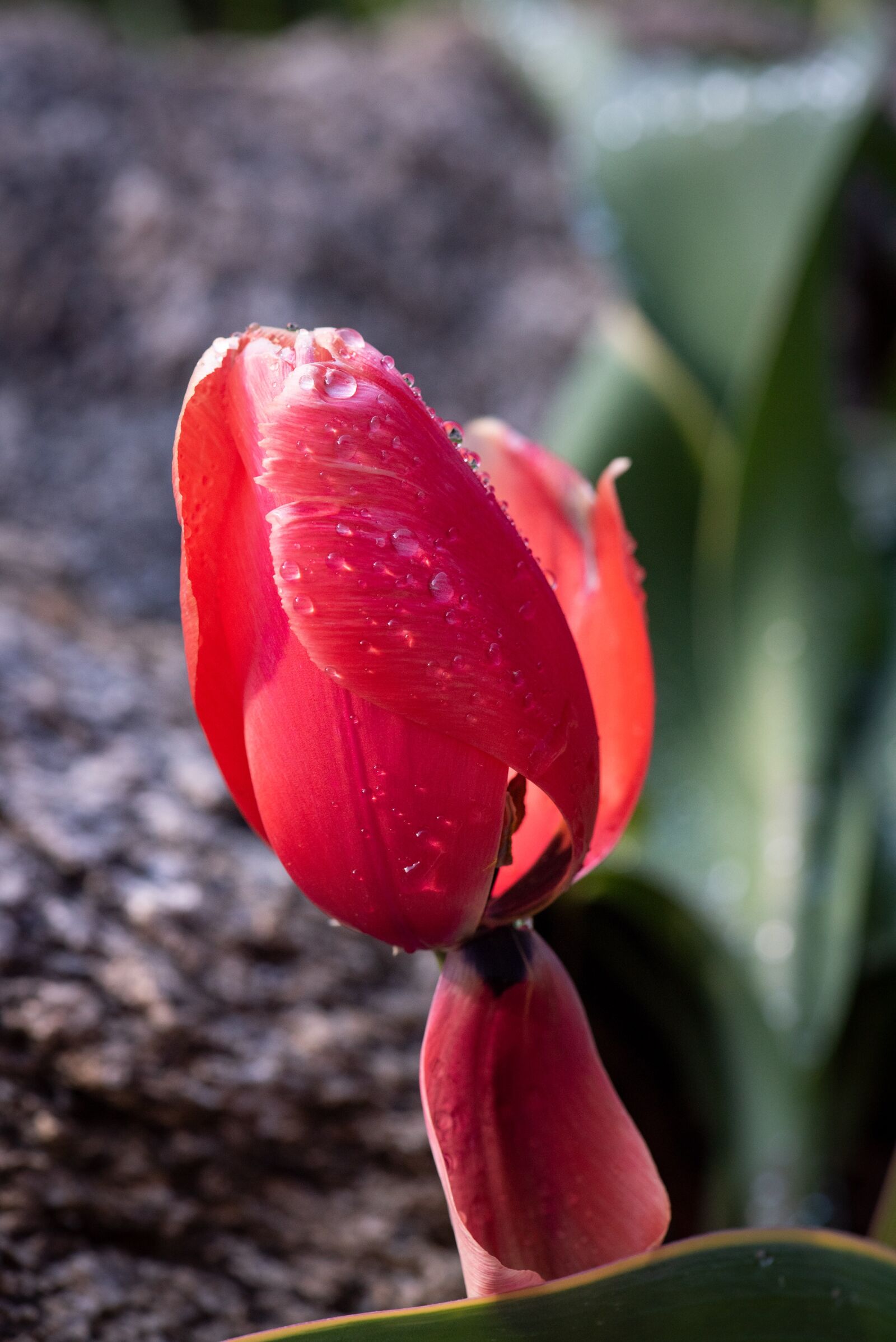 Nikon D750 sample photo. Tulip, blossom, bloom photography