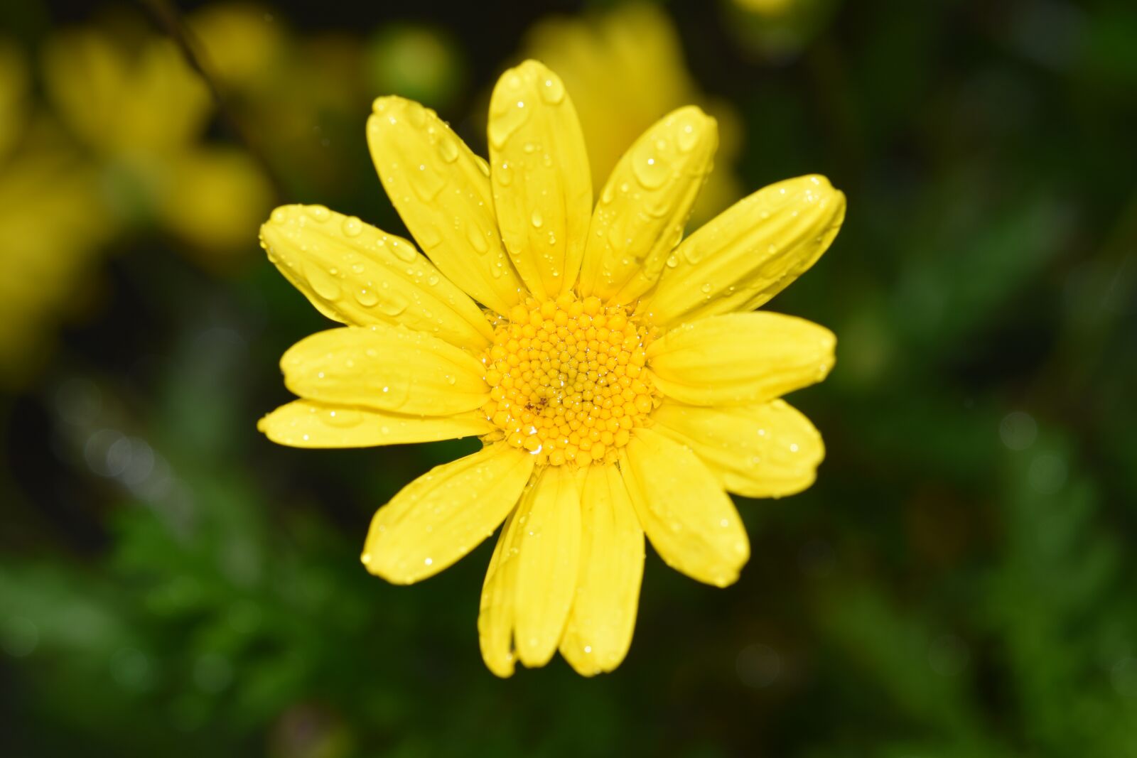 Nikon D5600 sample photo. Flower, yellow flower, water photography