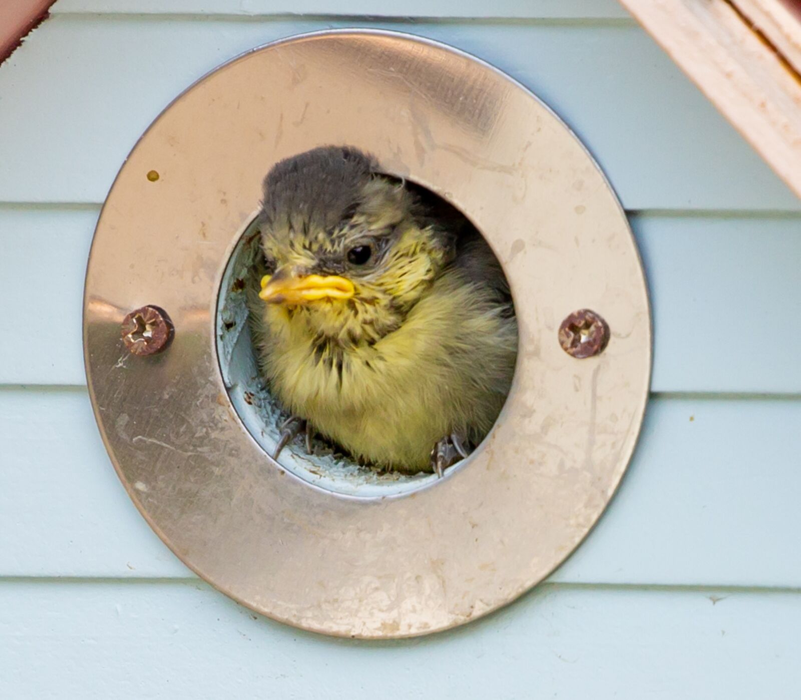Canon EOS 5D Mark III sample photo. Fledgling blue tit, baby photography