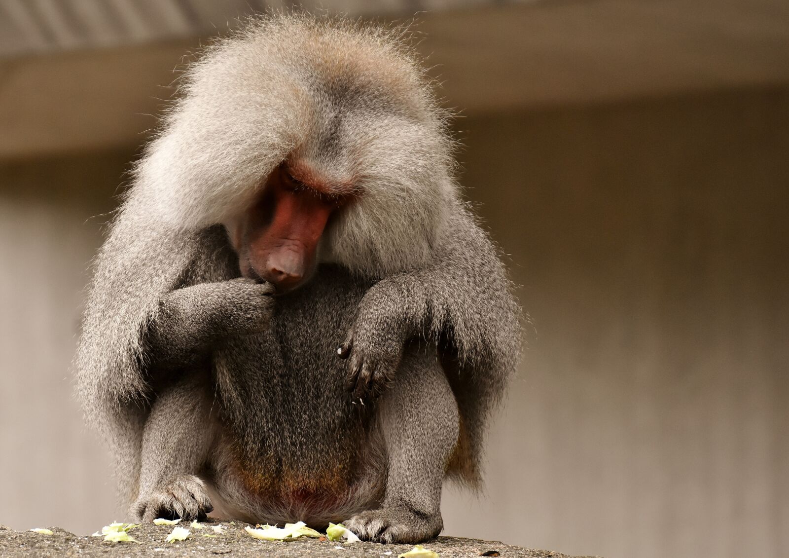 Nikon D7200 sample photo. Baboon, monkey, zoo photography