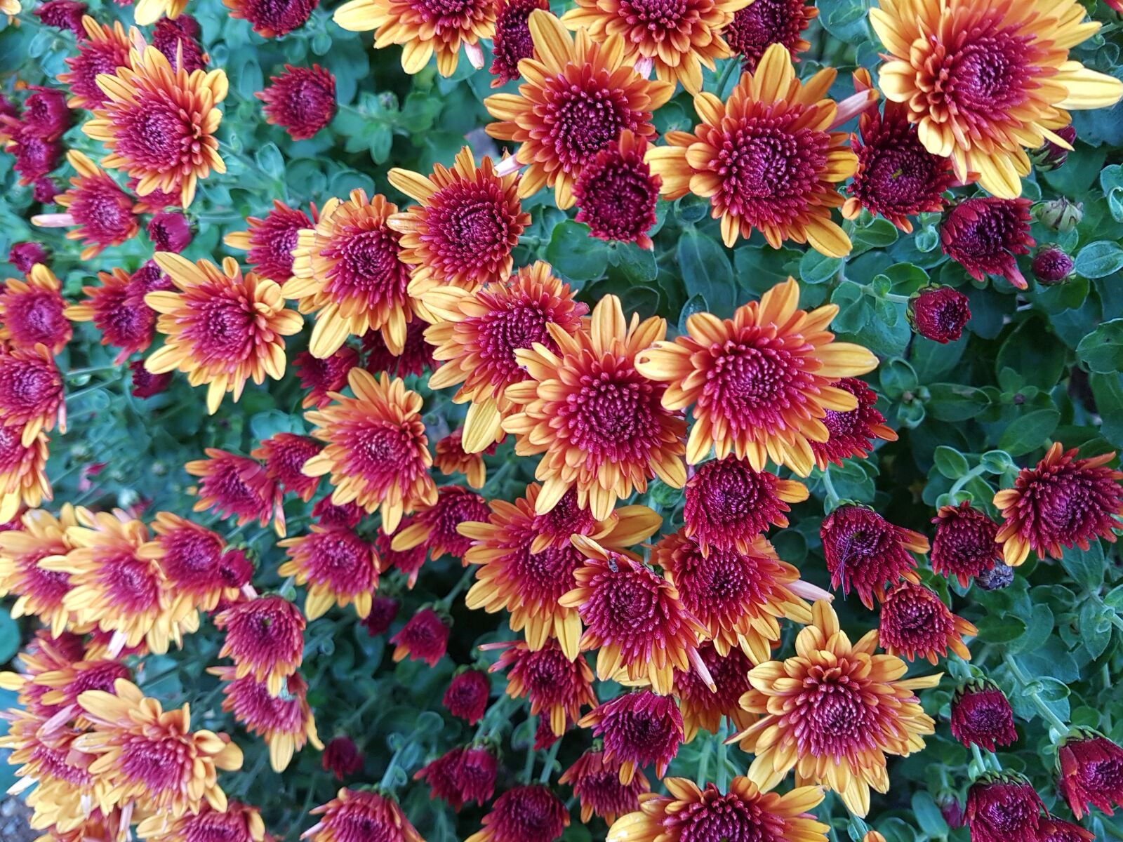 Samsung Galaxy S7 sample photo. Kogiku, fall flowers, flowers photography