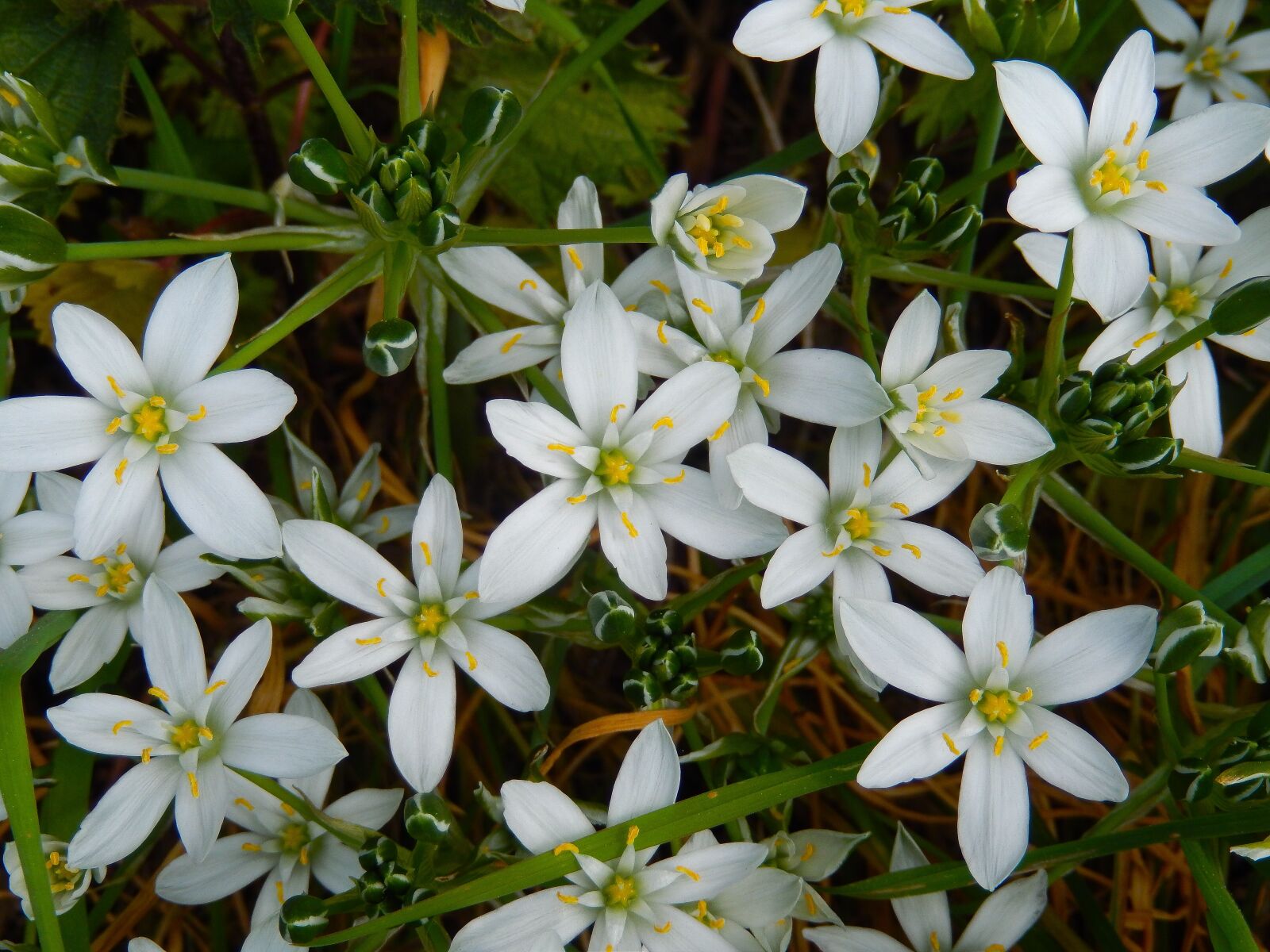 Nikon Coolpix S9500 sample photo. Star of bethlehem, ornithogalum photography