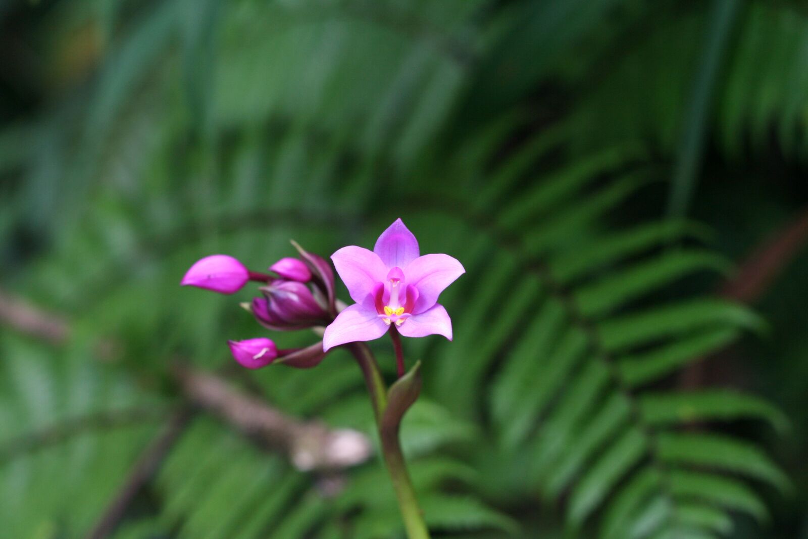Canon EOS 350D (EOS Digital Rebel XT / EOS Kiss Digital N) sample photo. Orchid, tropical, guadeloupe photography