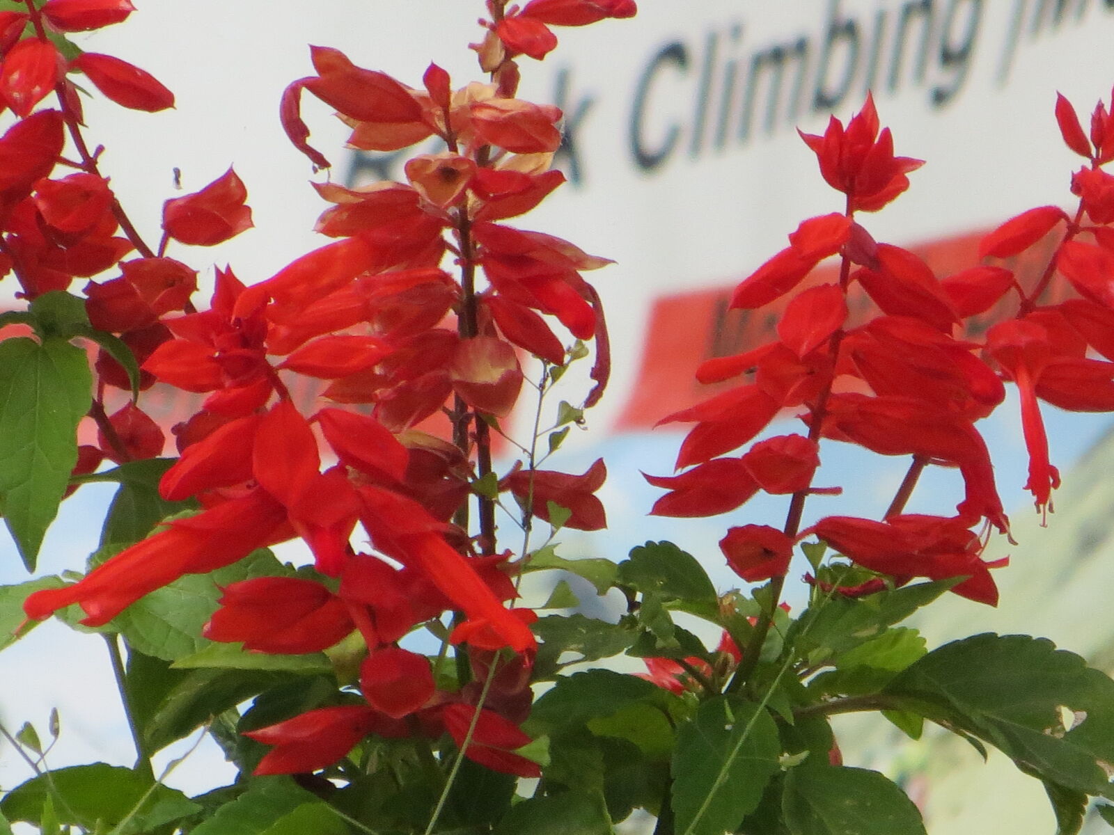 Canon PowerShot SX260 HS sample photo. Beautiful, flowers photography